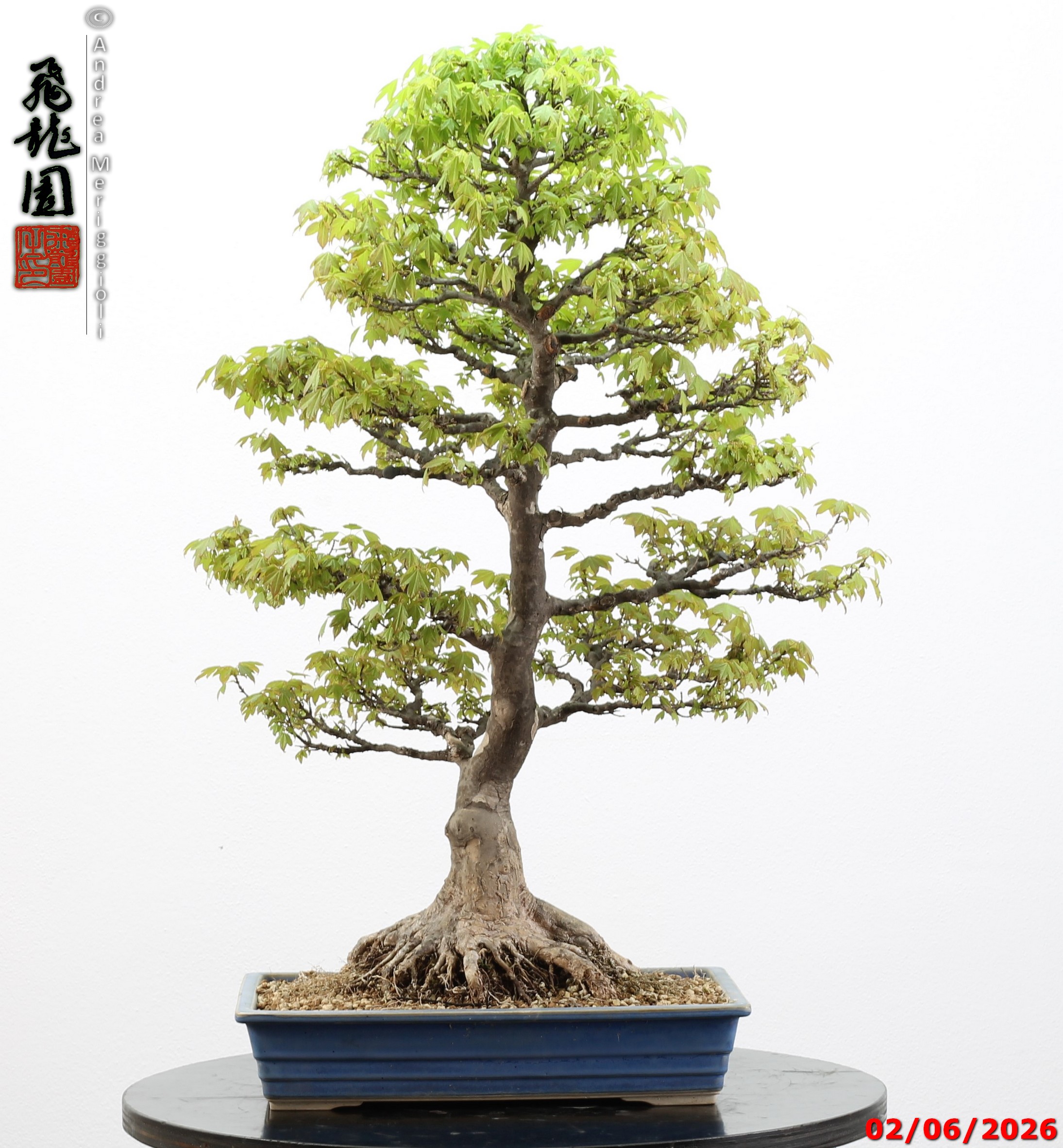 Acer buergerianum - immagine 12