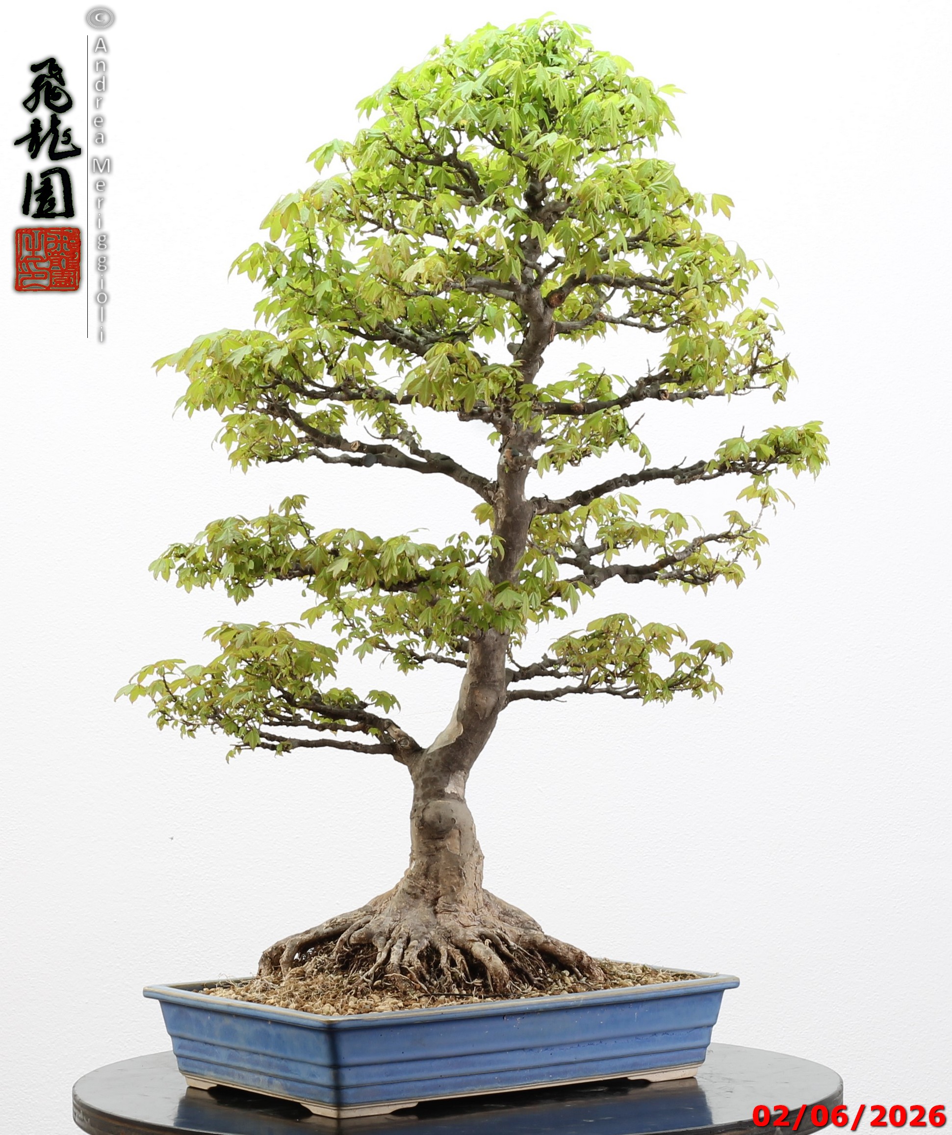 Acer buergerianum - immagine 11