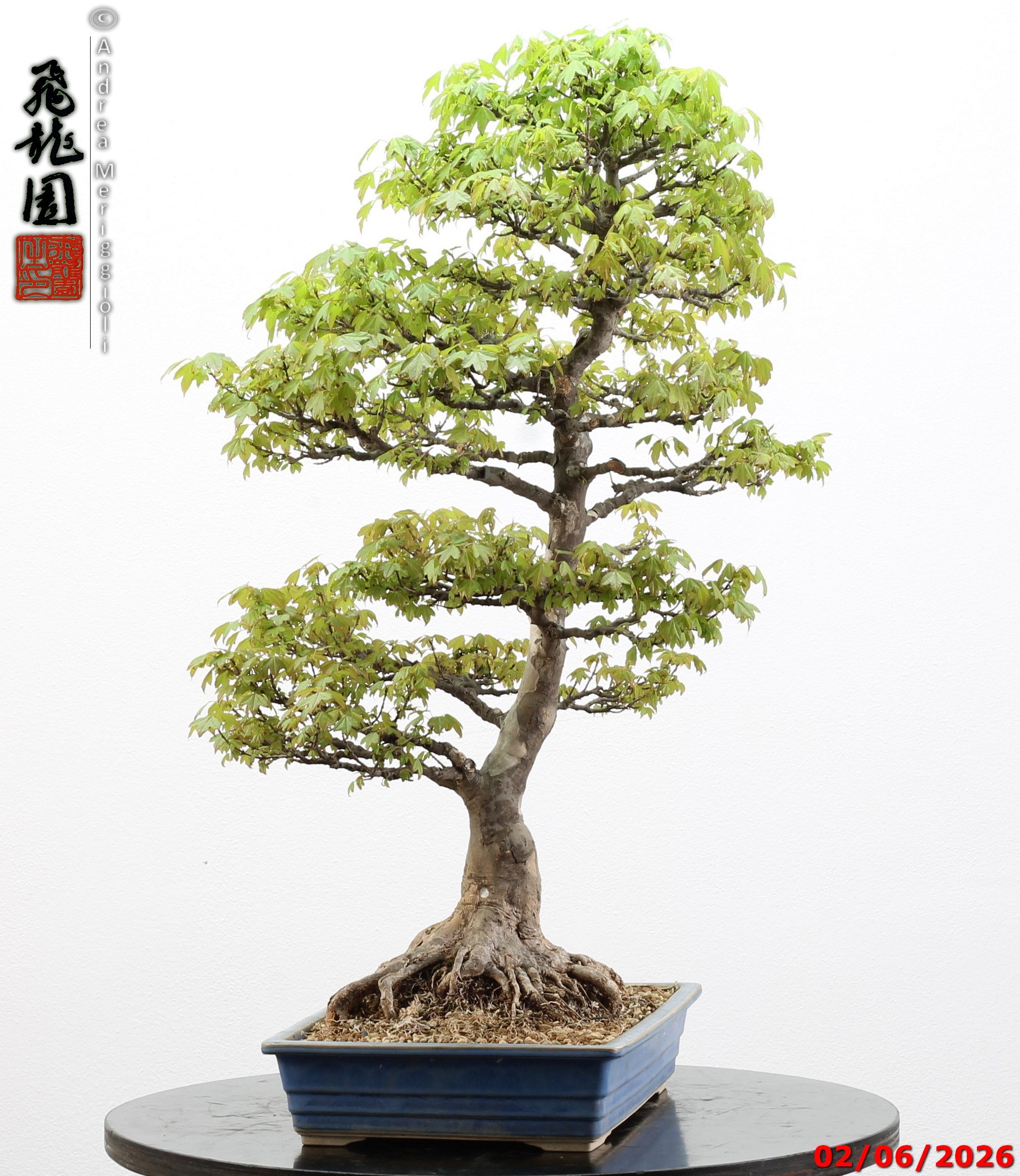 Acer buergerianum - immagine 10