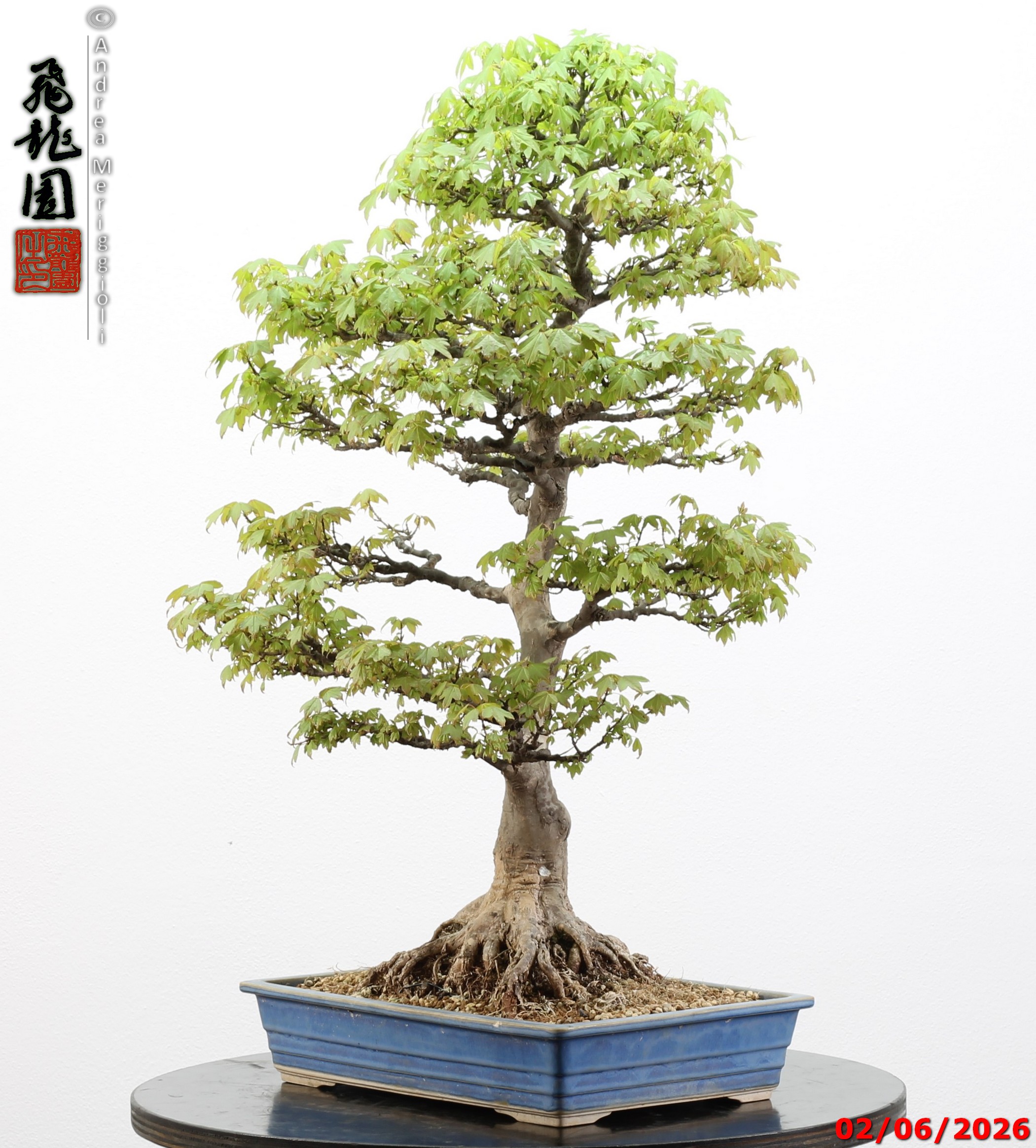 Acer buergerianum - immagine 9