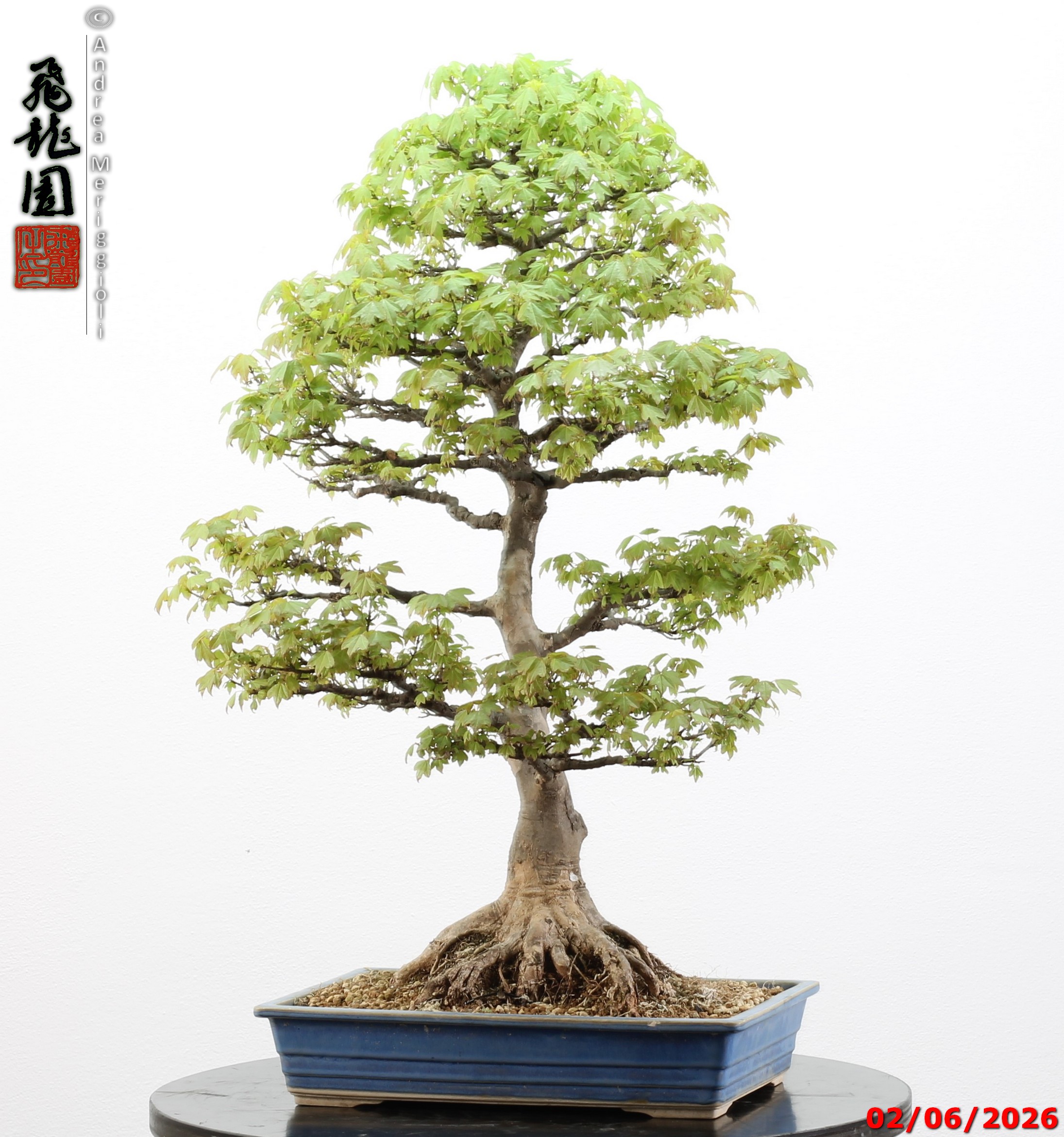 Acer buergerianum - immagine 8