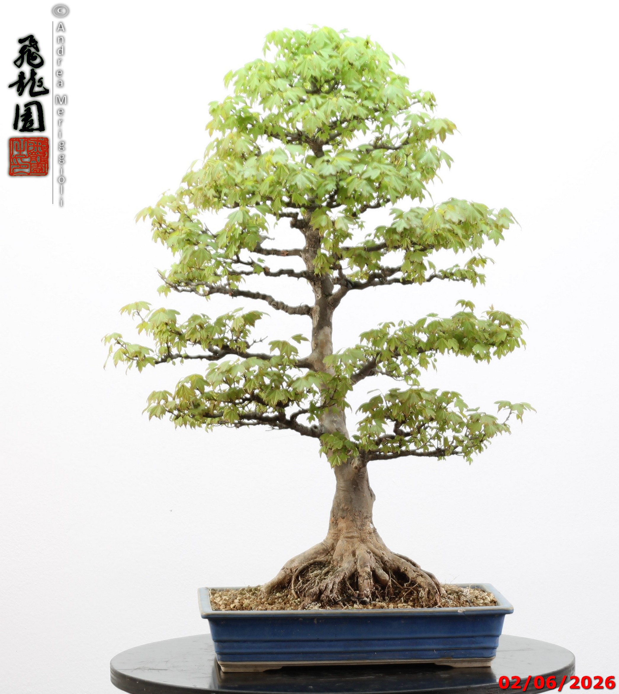 Acer buergerianum - immagine 7