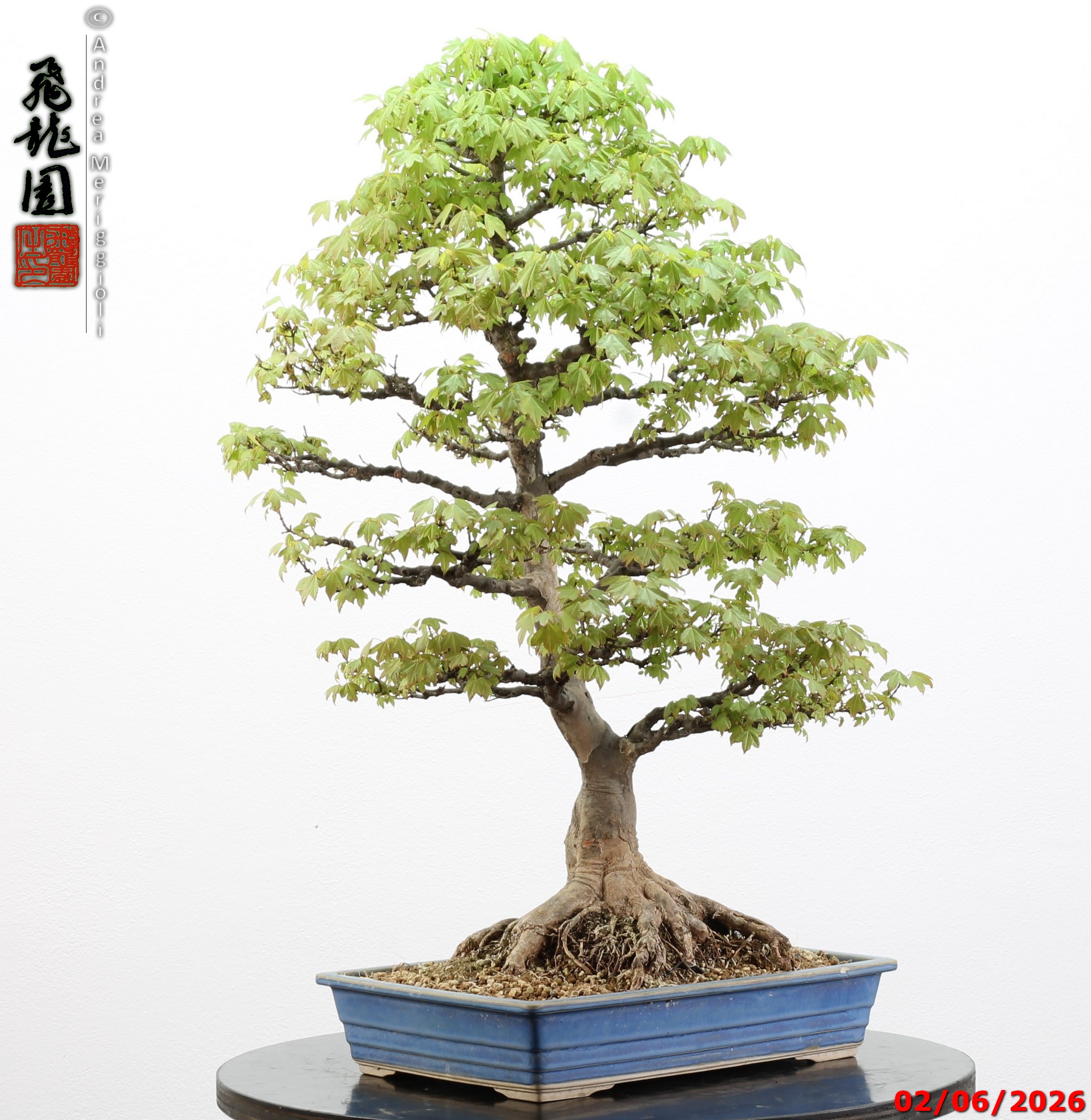 Acer buergerianum - immagine 6