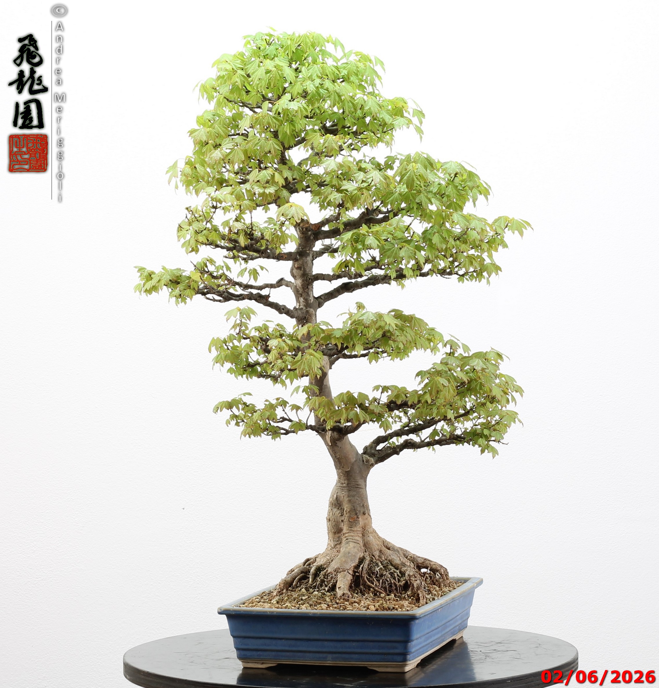 Acer buergerianum - immagine 5