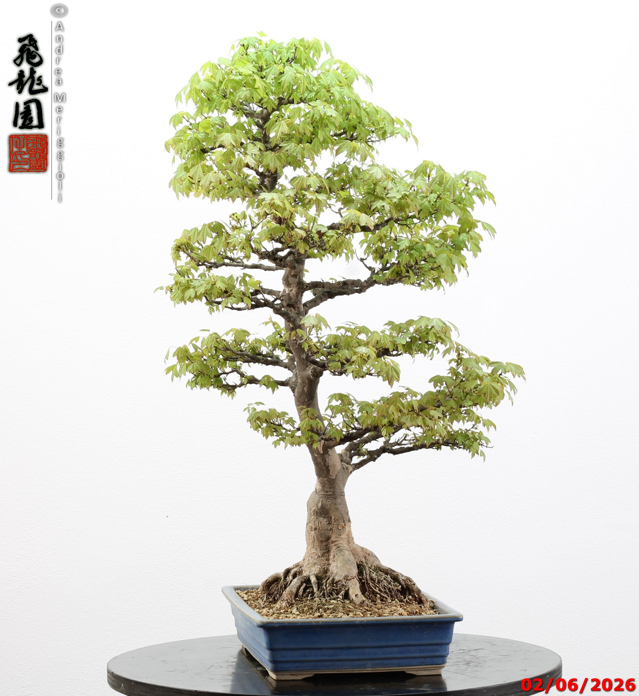 Acer buergerianum - immagine 4