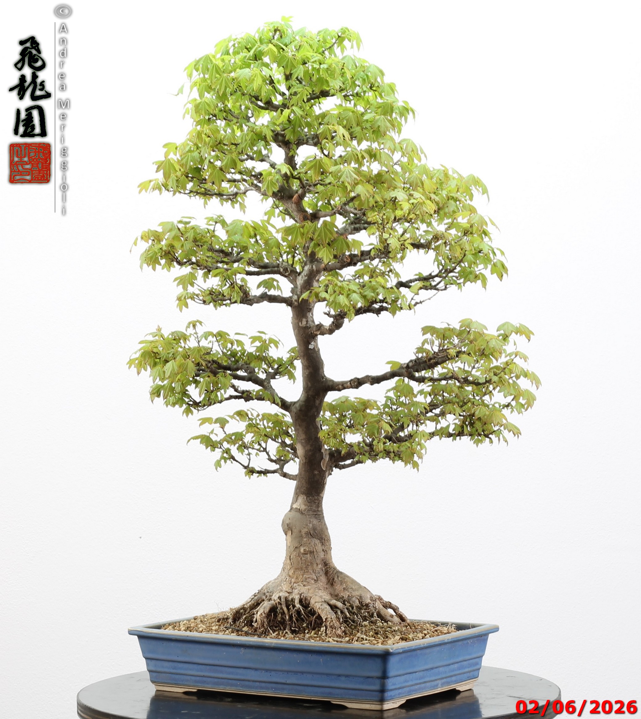Acer buergerianum - immagine 3