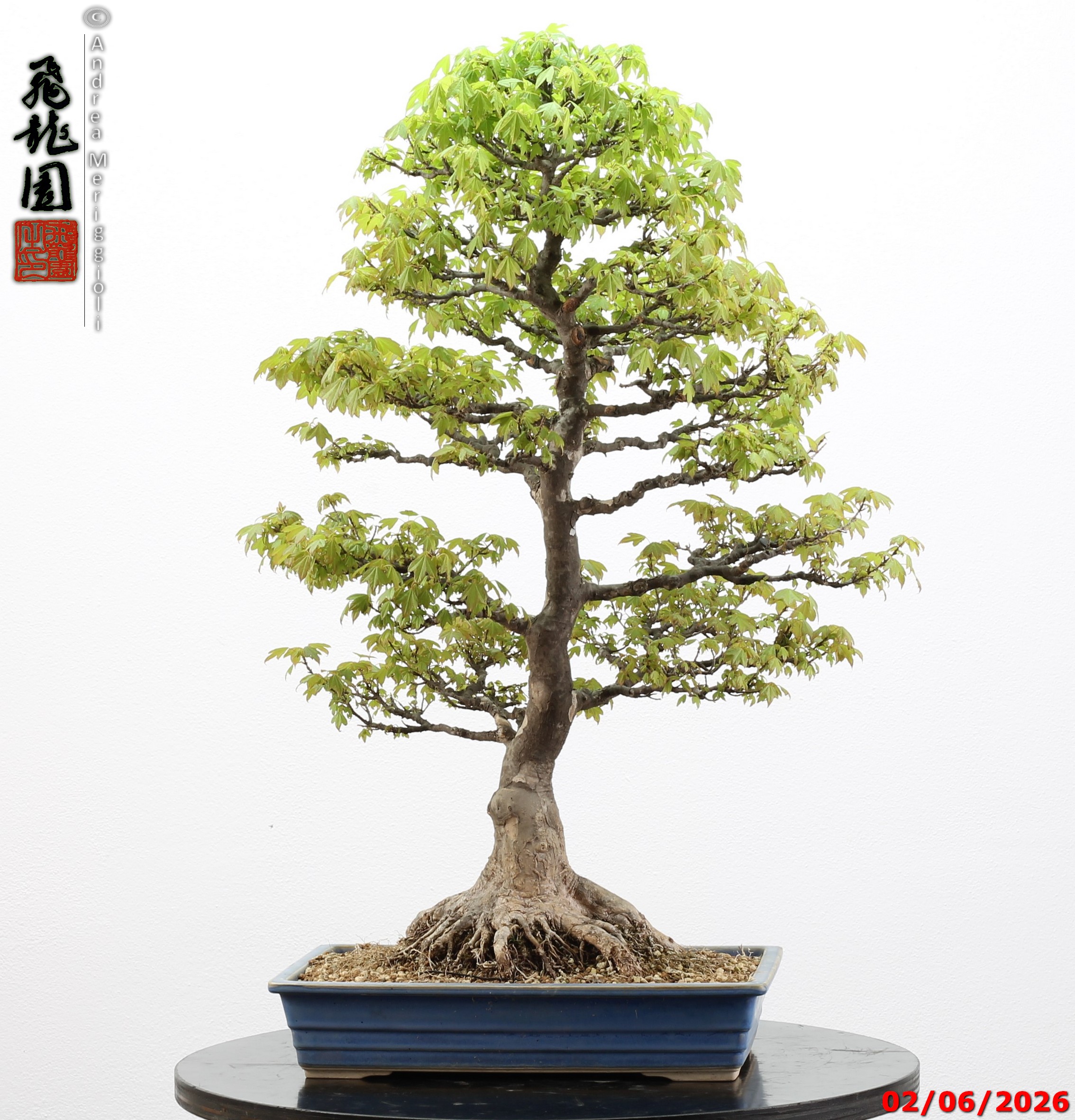 Acer buergerianum - immagine 2