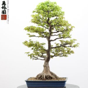 Acer buergerianum