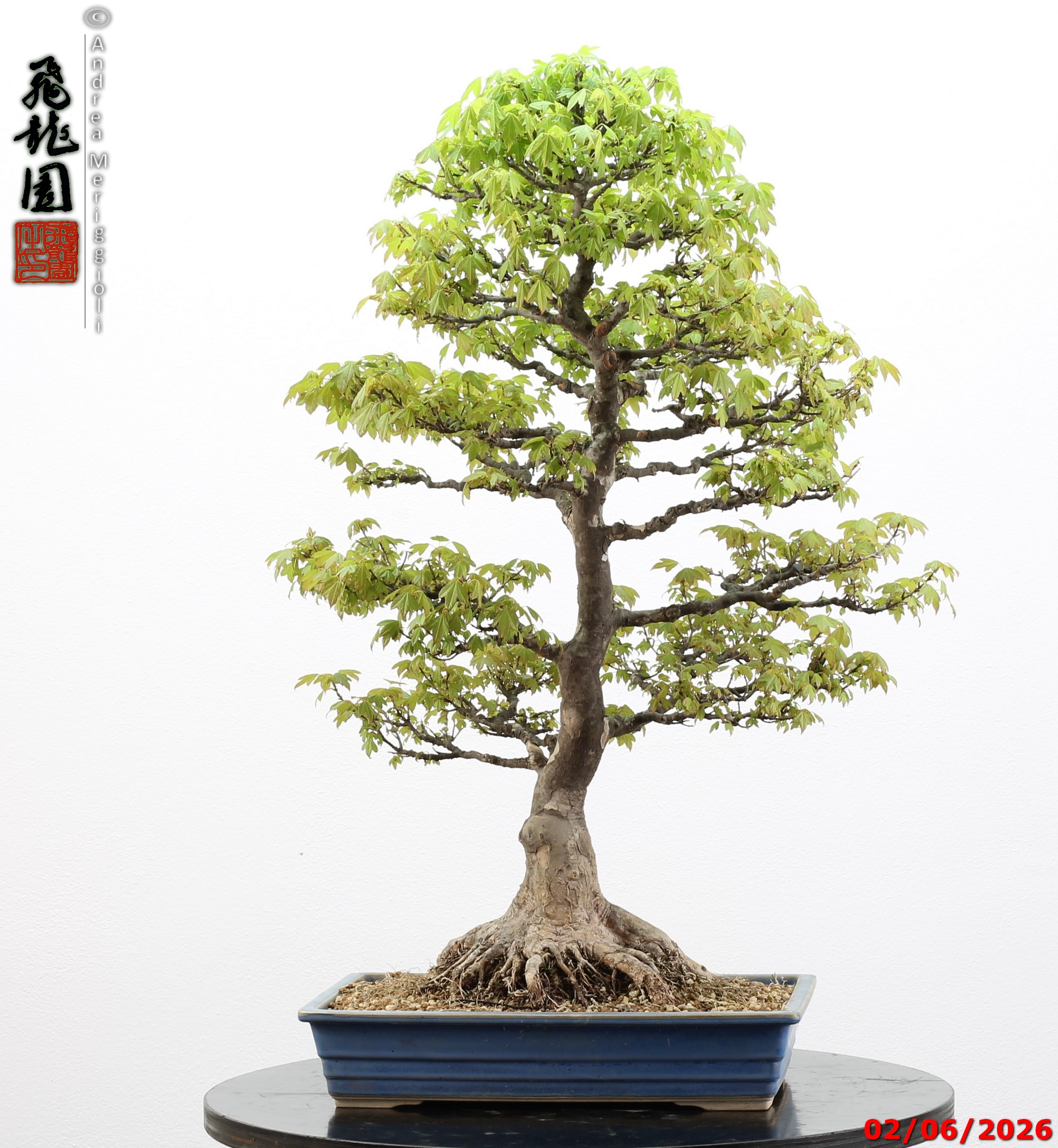 Acer buergerianum