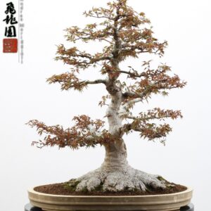 Acer palmatum