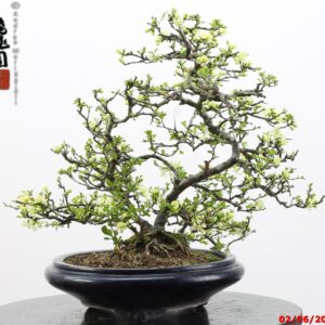 Chaenomeles japonica