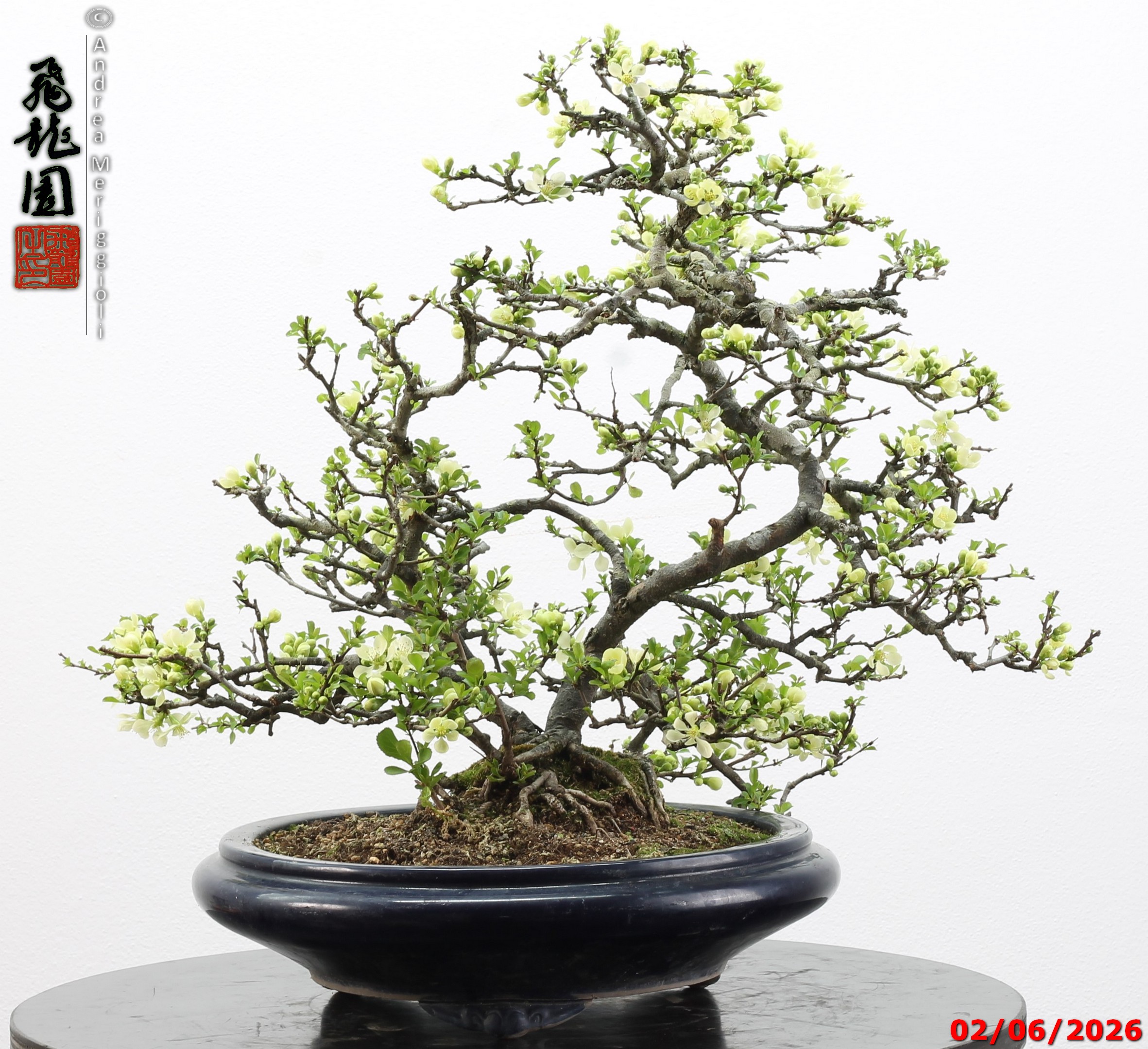 Chaenomeles japonica
