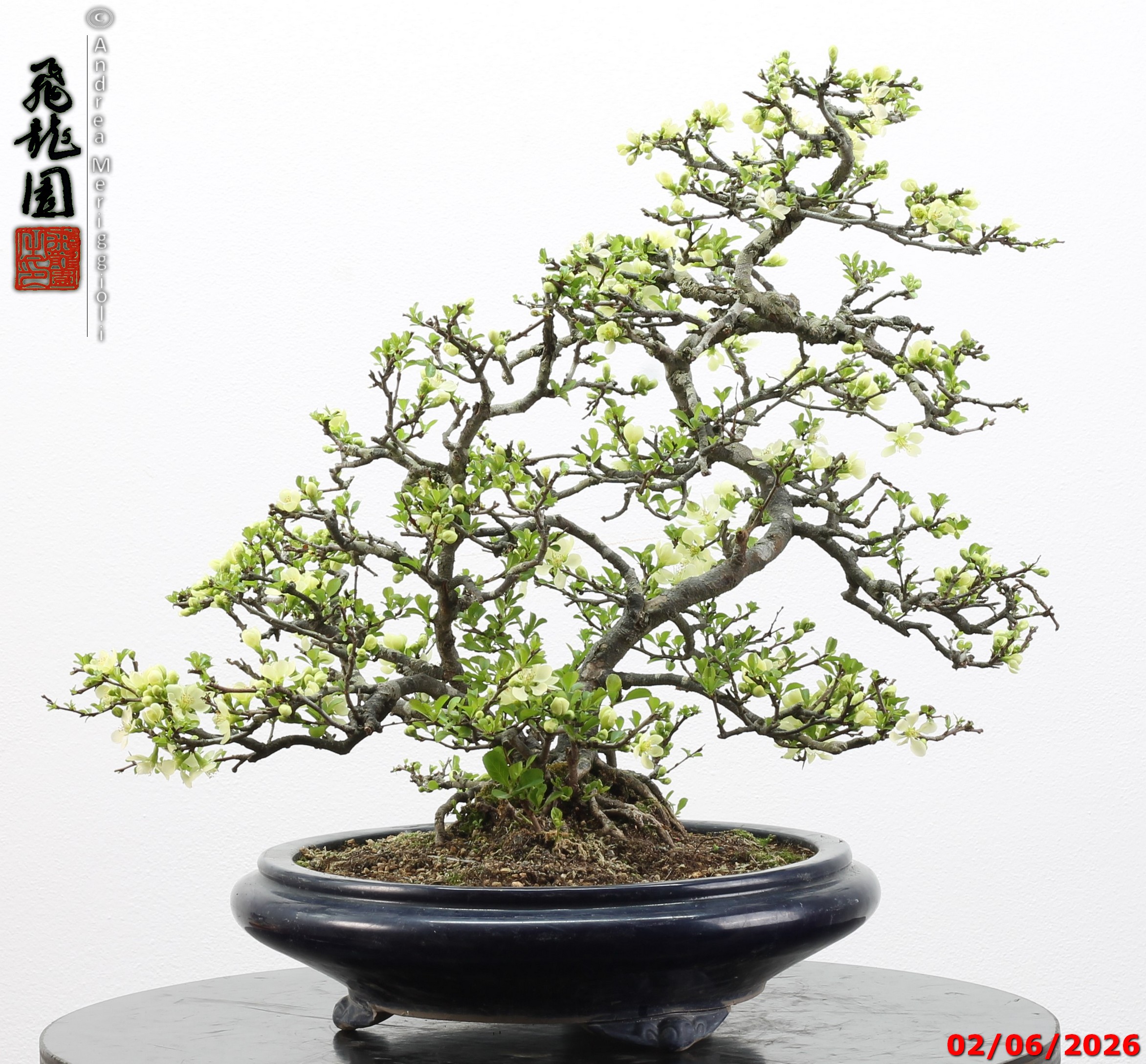 Chaenomeles japonica - Image 10