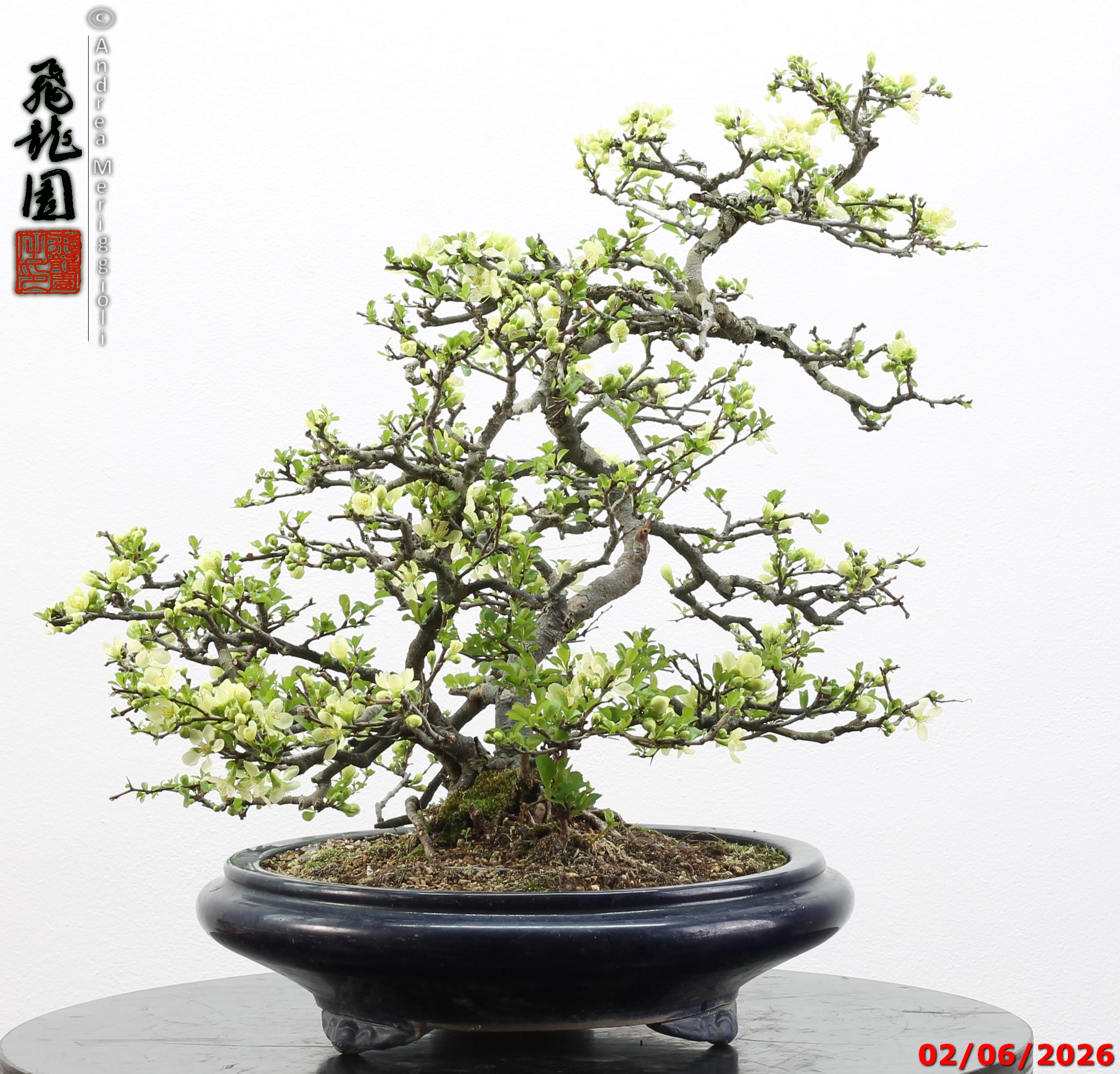 Chaenomeles japonica - Image 9