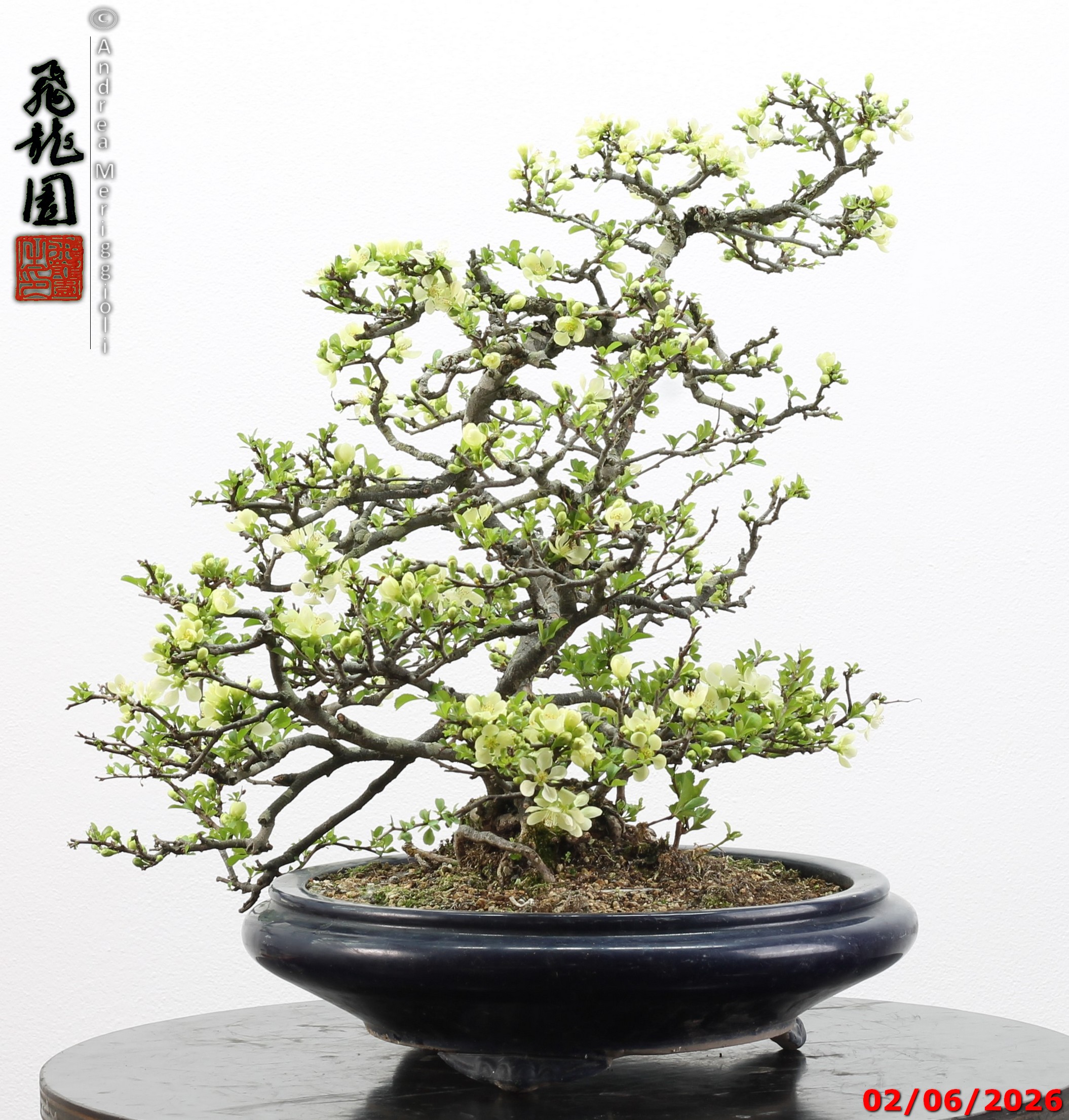 Chaenomeles japonica - Image 8