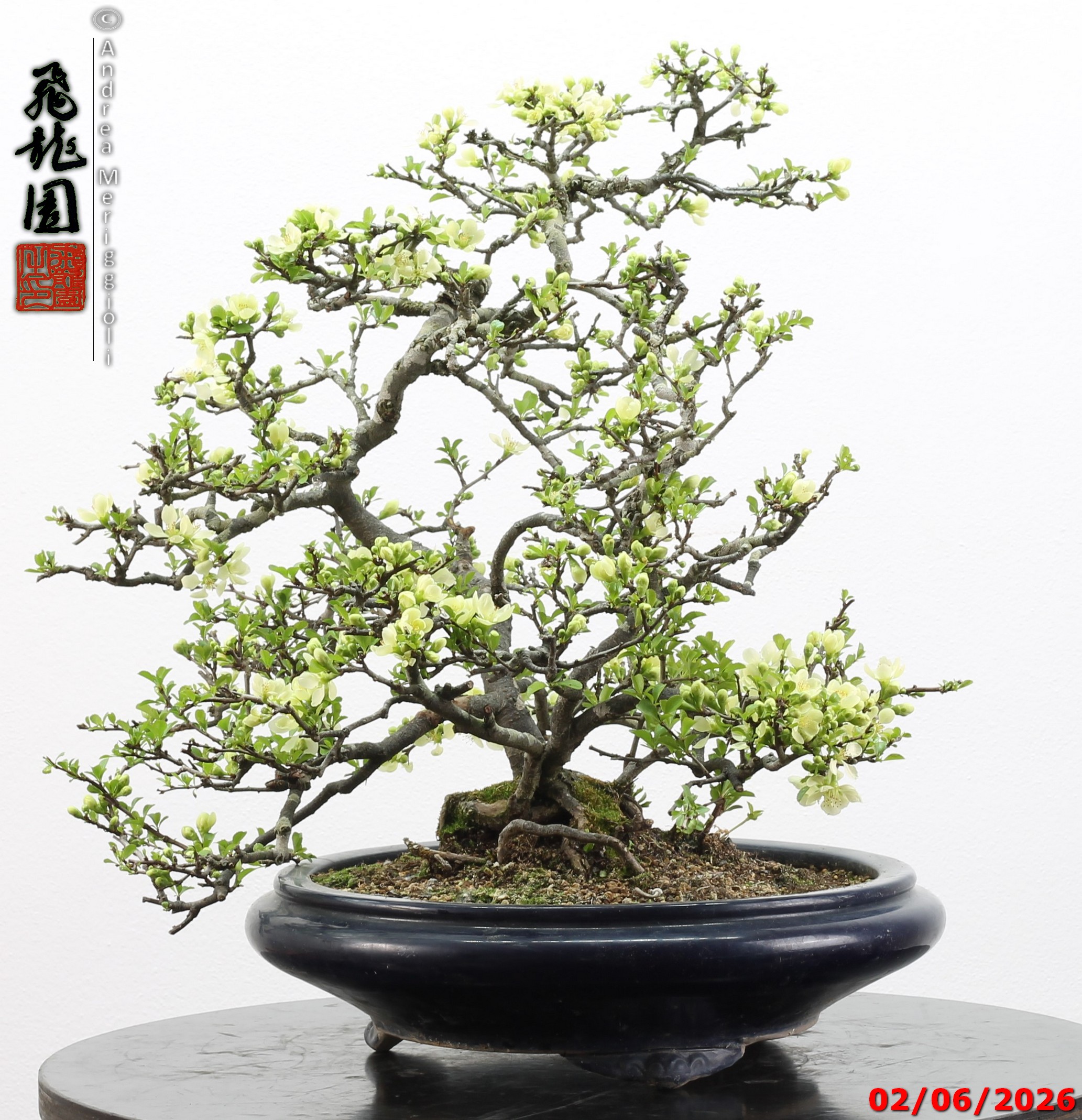 Chaenomeles japonica - Image 7