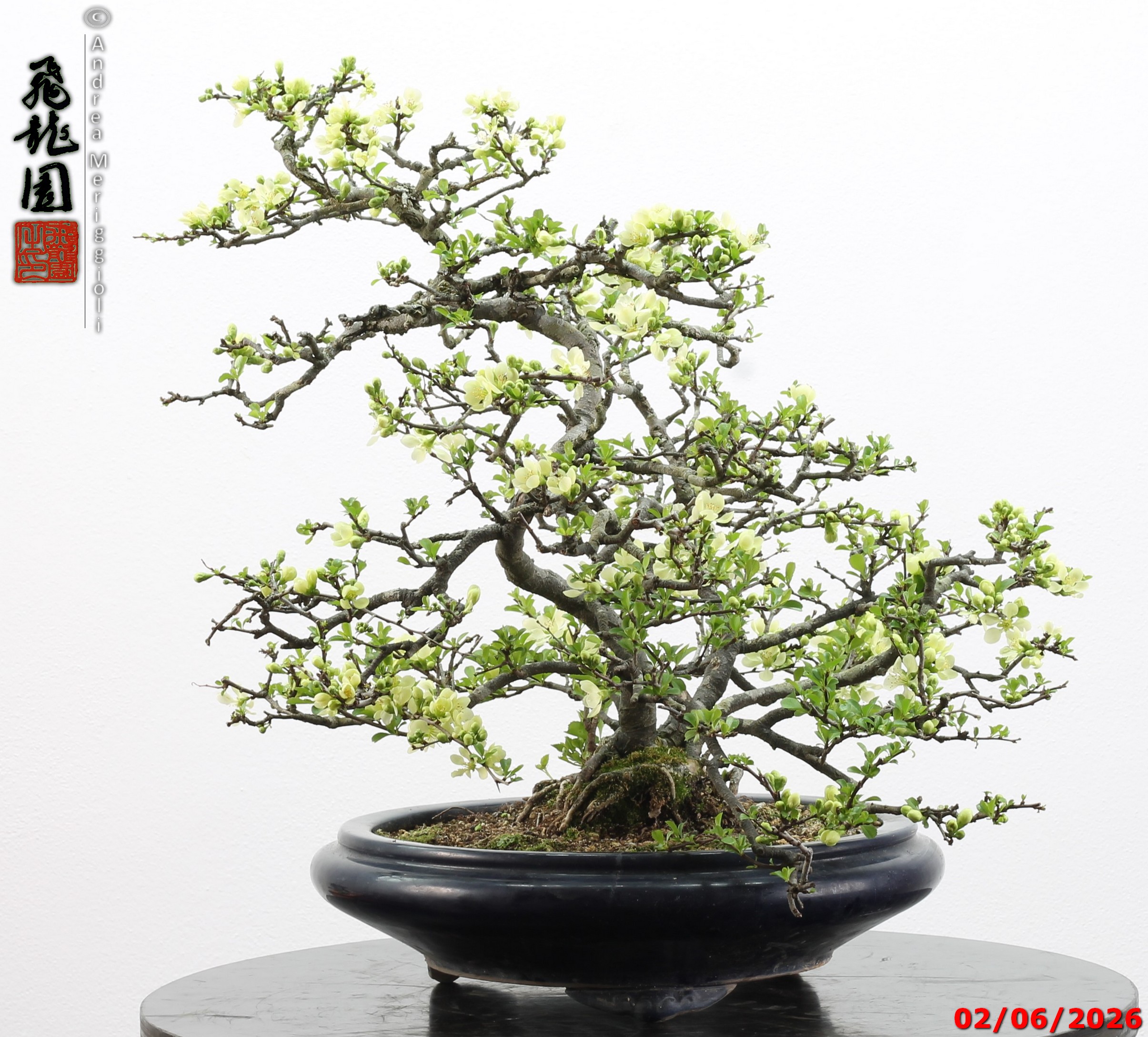 Chaenomeles japonica - Image 4