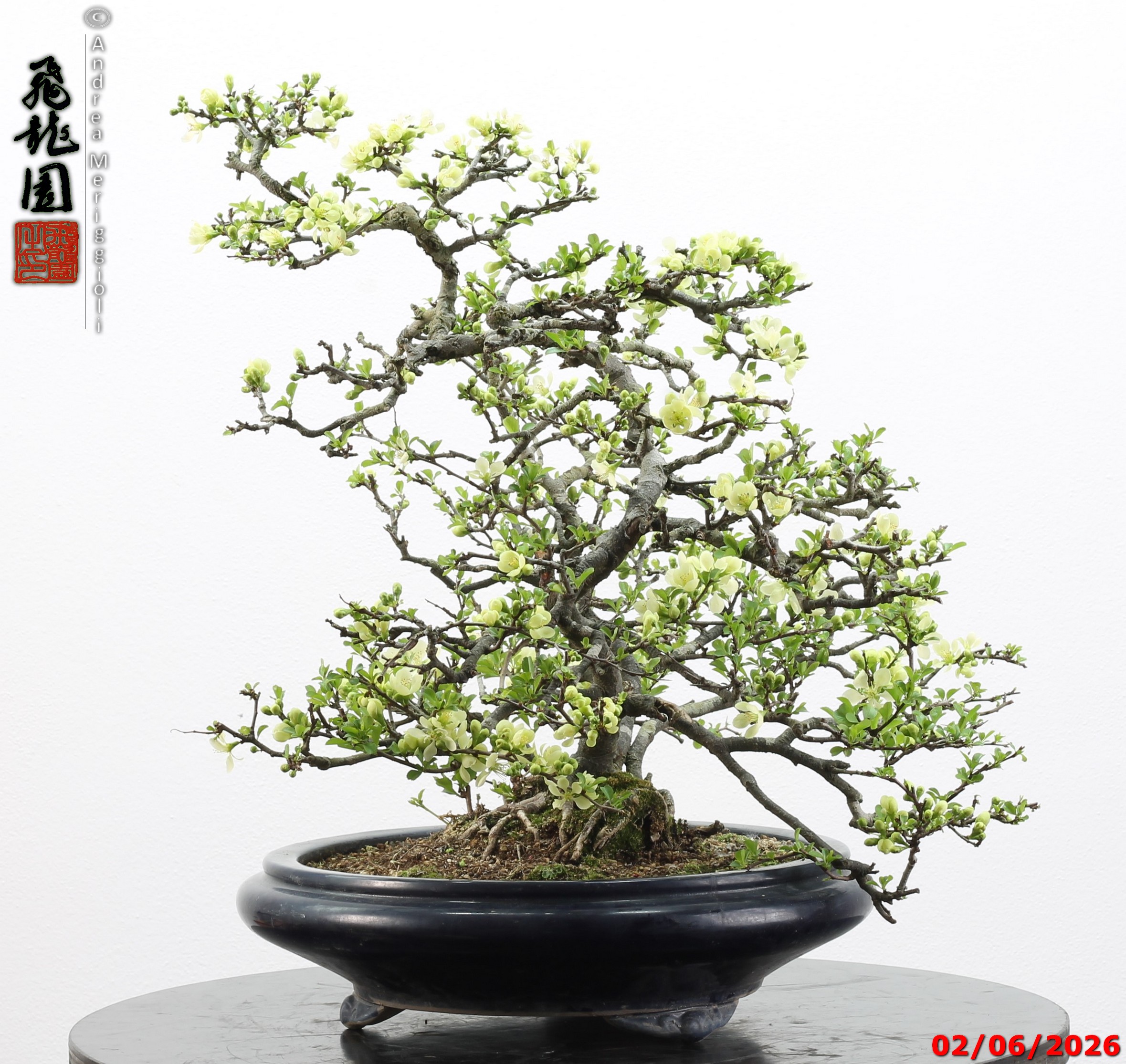 Chaenomeles japonica - Image 3