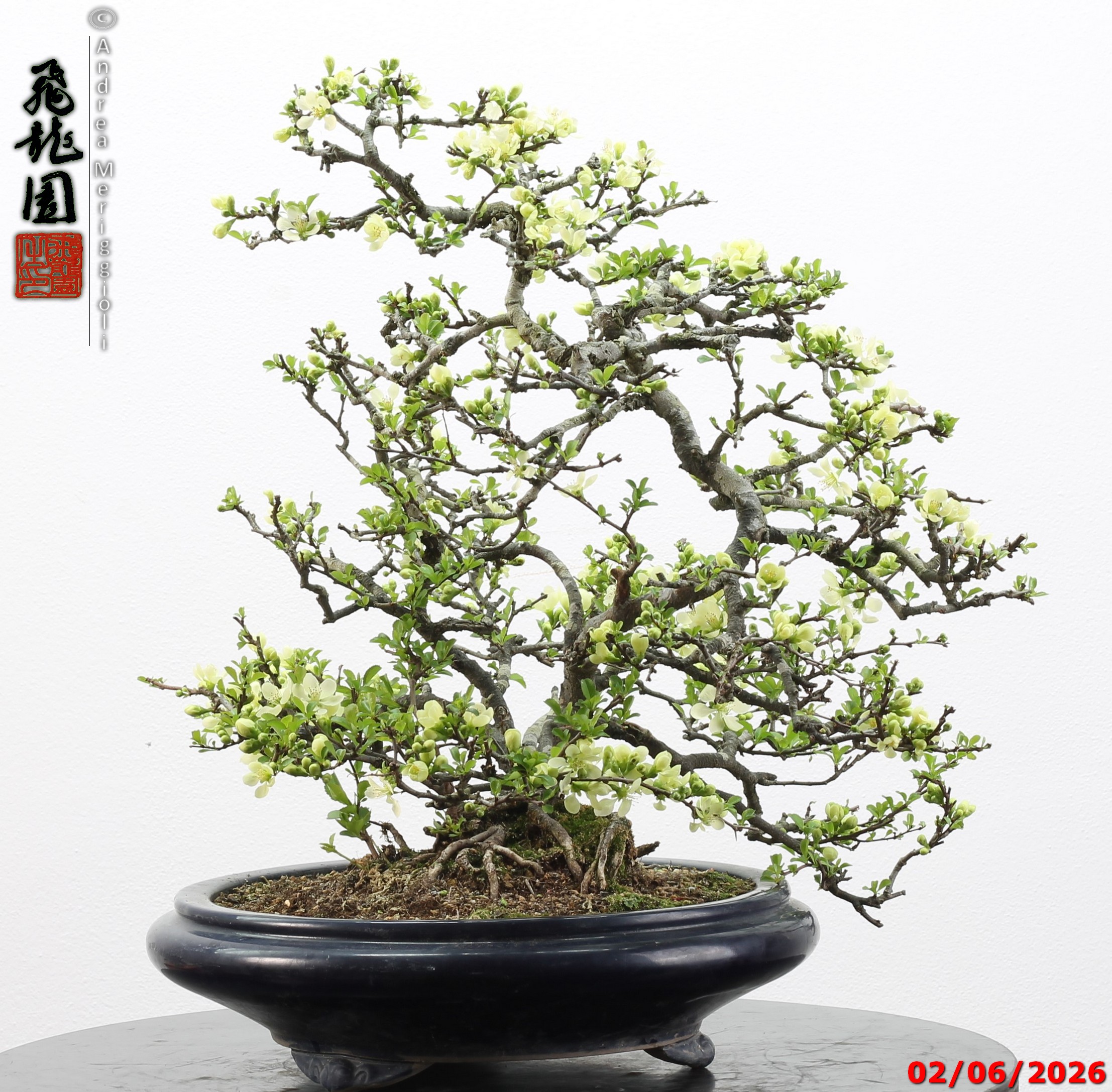 Chaenomeles japonica - Image 2
