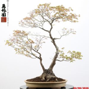 Acer palmatum