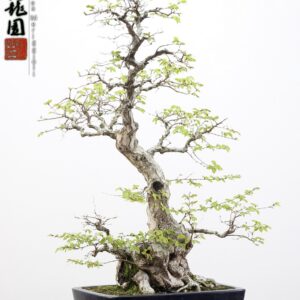Carpinus turczaninowii