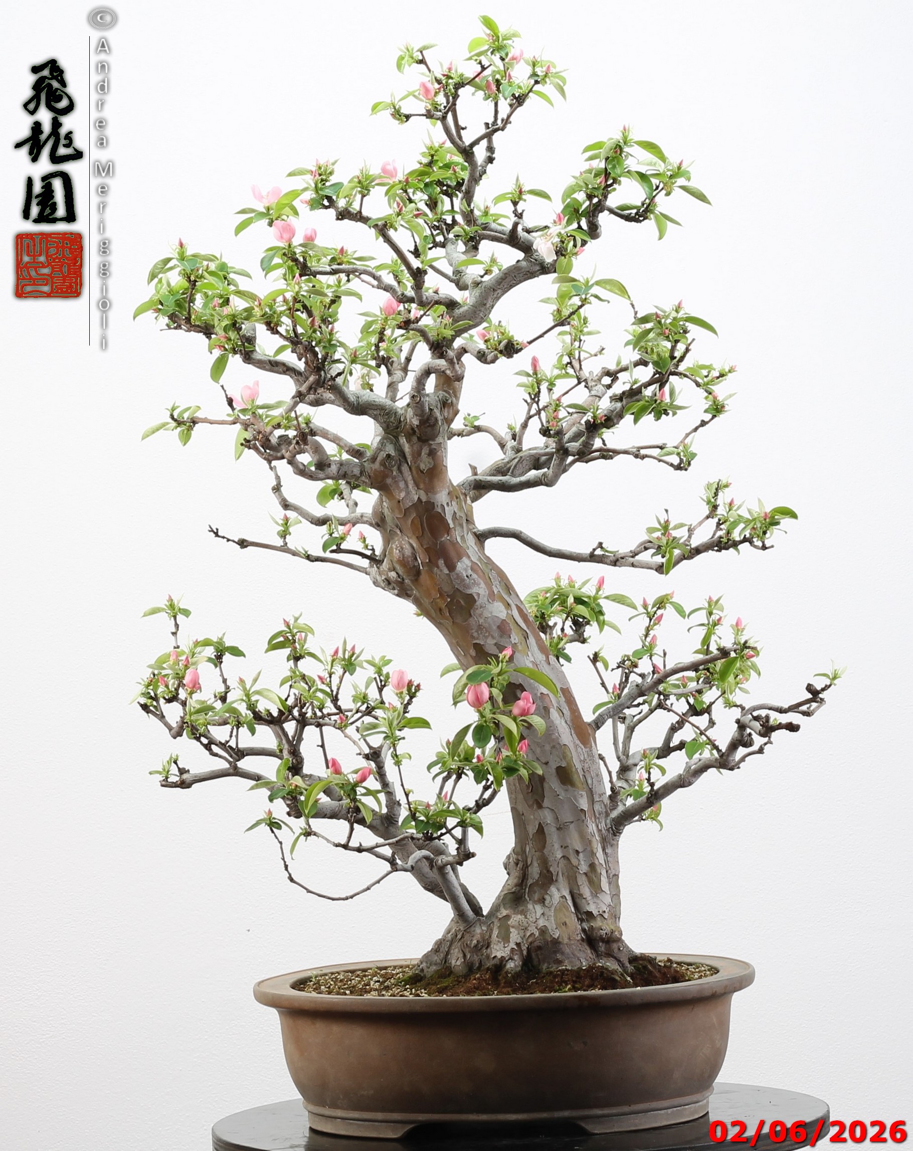 Pseudocydonia sinensis - immagine 15