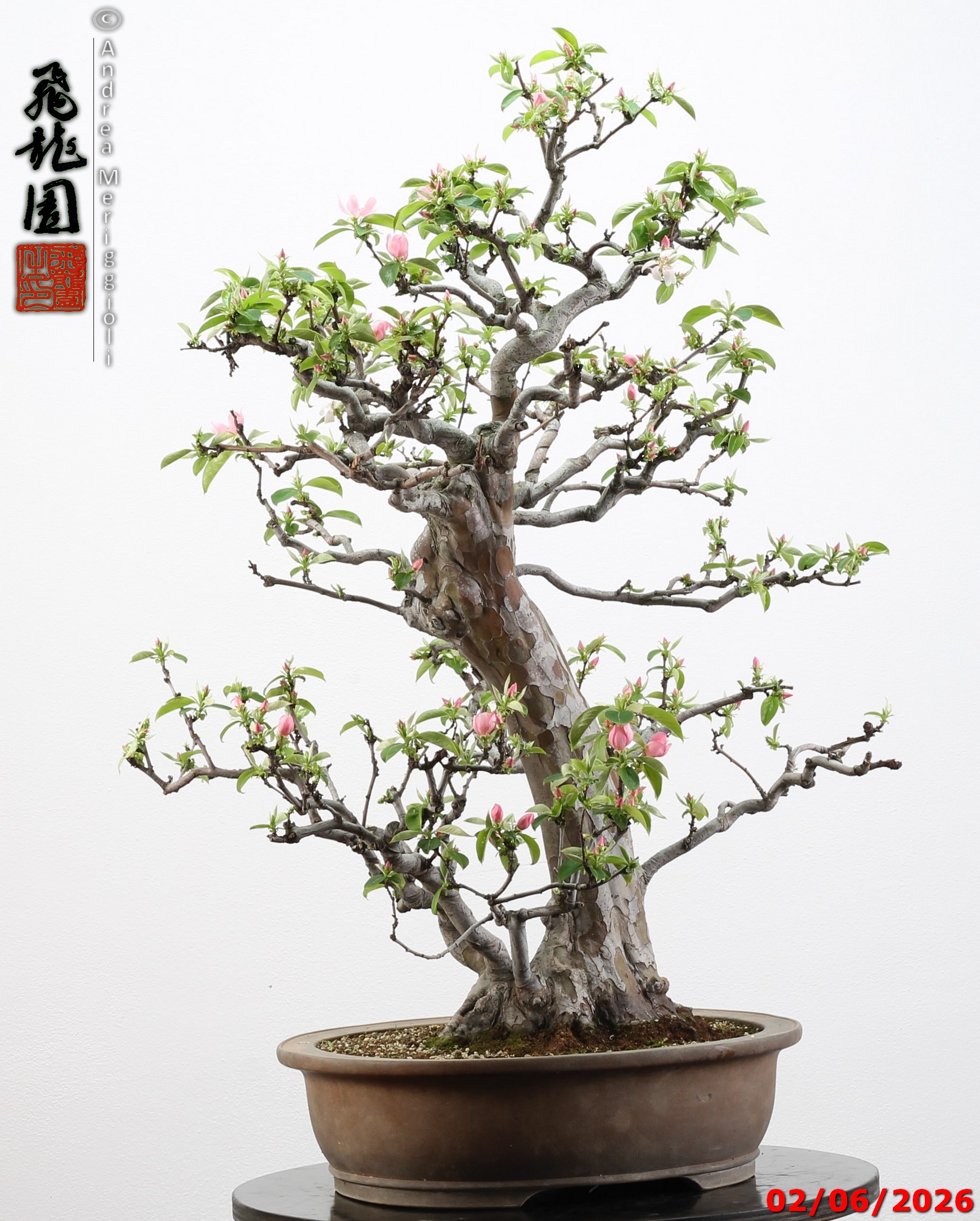 Pseudocydonia sinensis - immagine 14