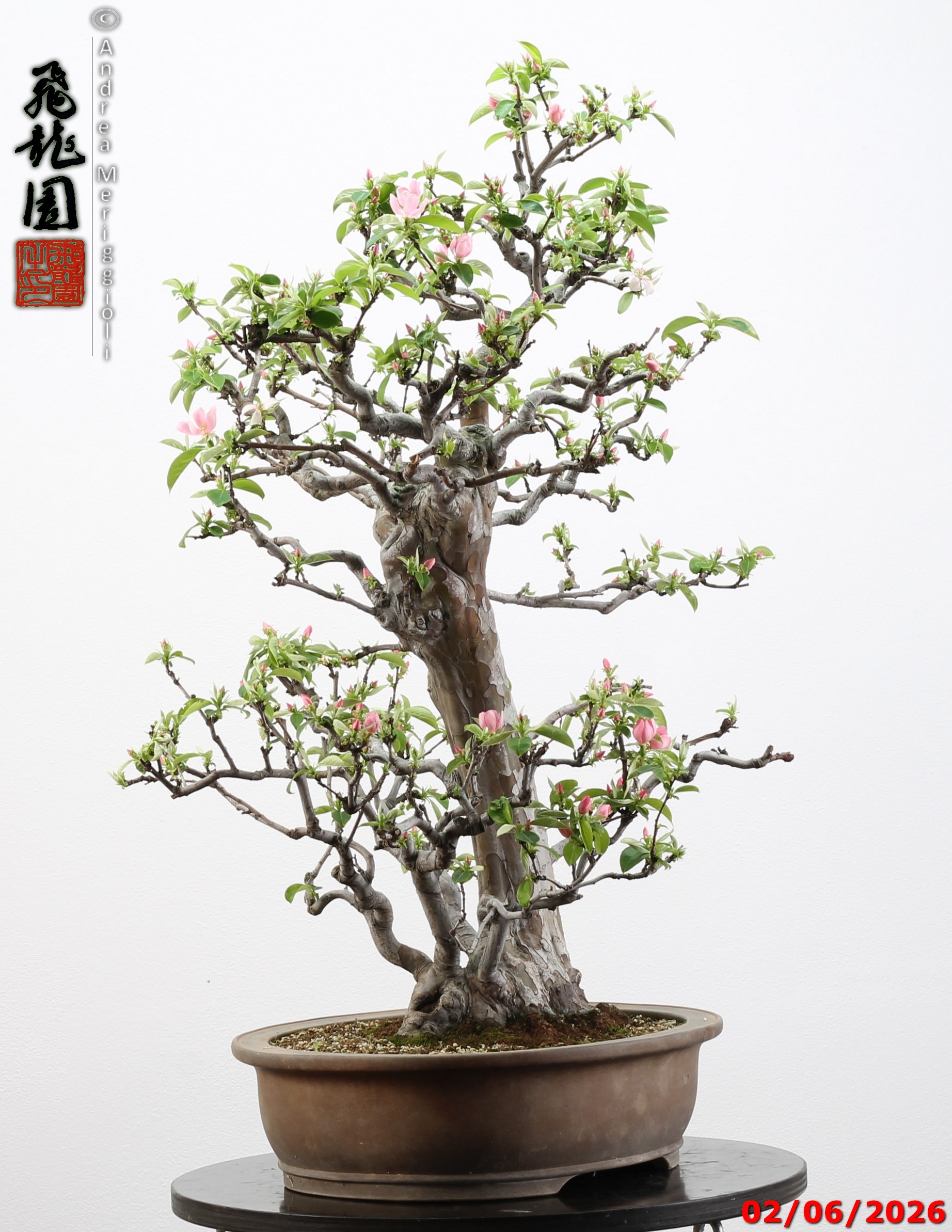 Pseudocydonia sinensis - immagine 13