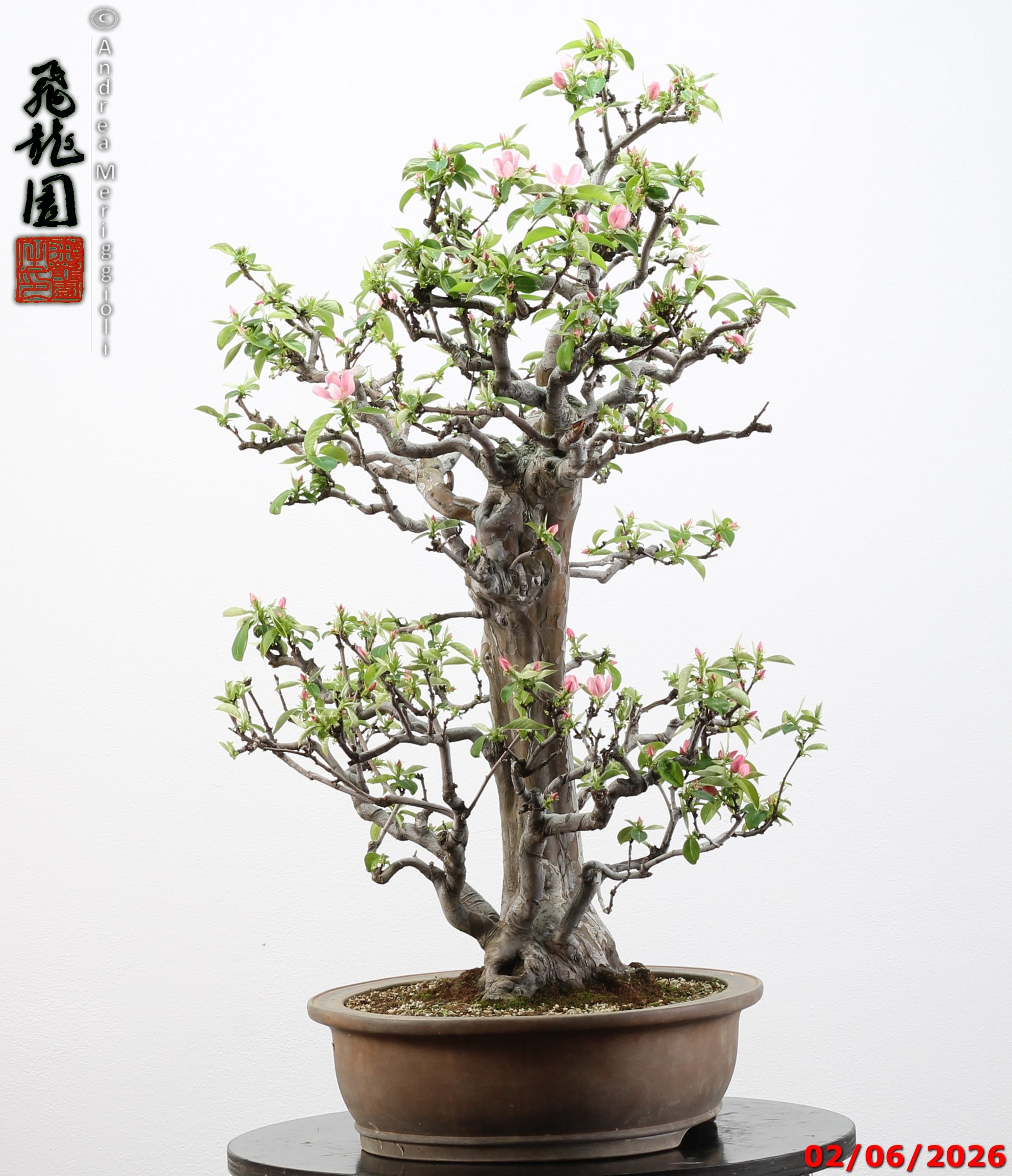 Pseudocydonia sinensis - immagine 12
