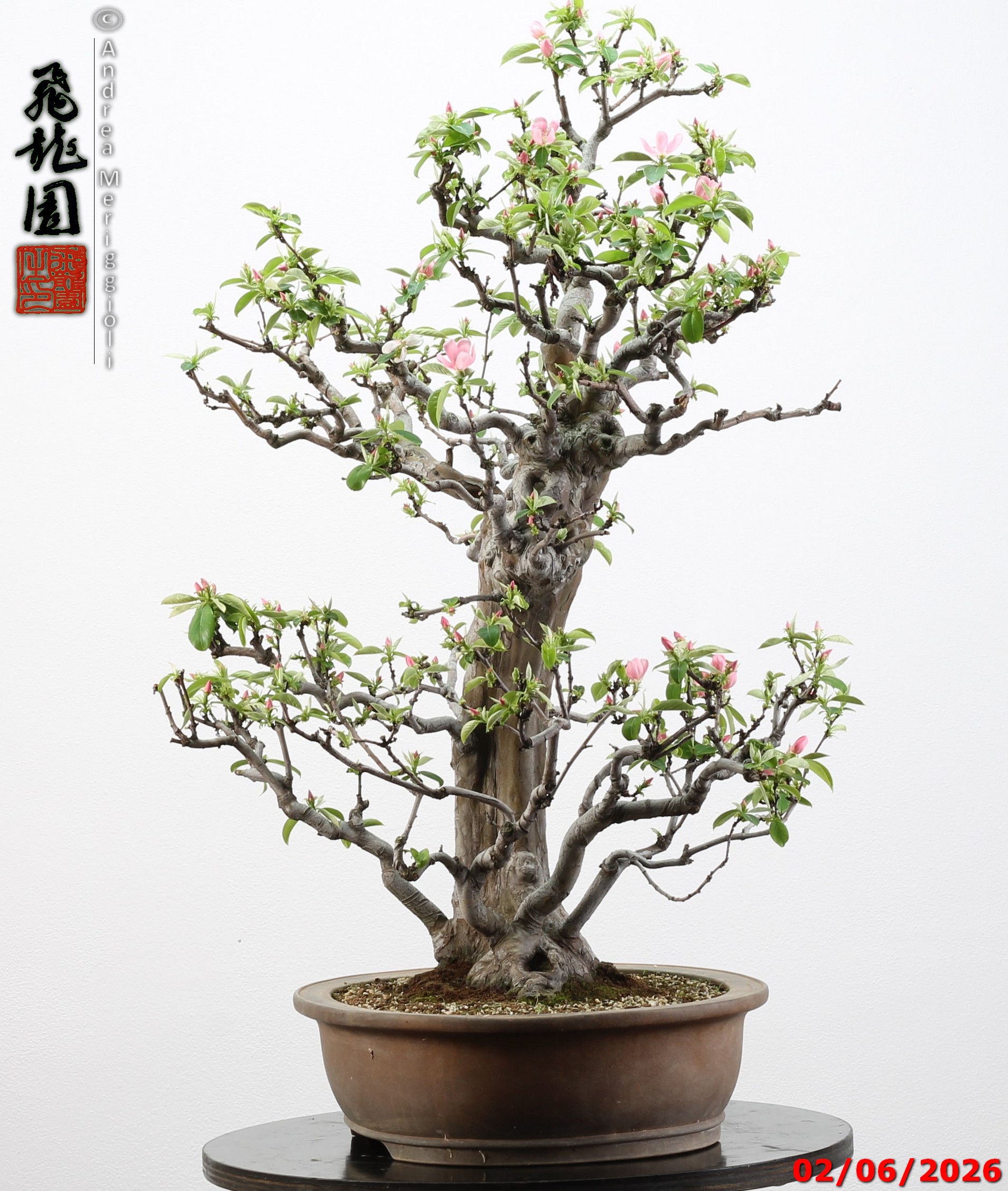 Pseudocydonia sinensis - immagine 11