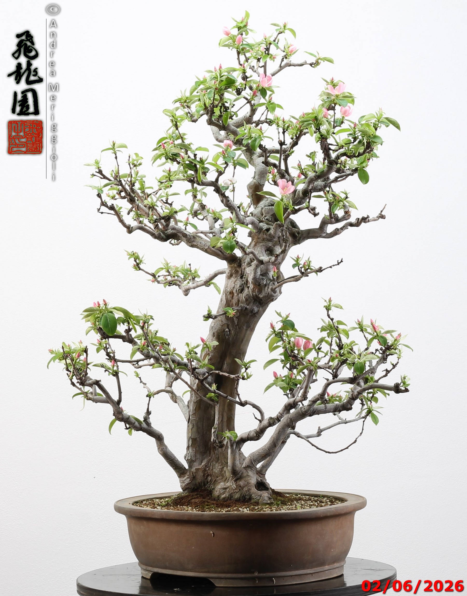 Pseudocydonia sinensis - immagine 10