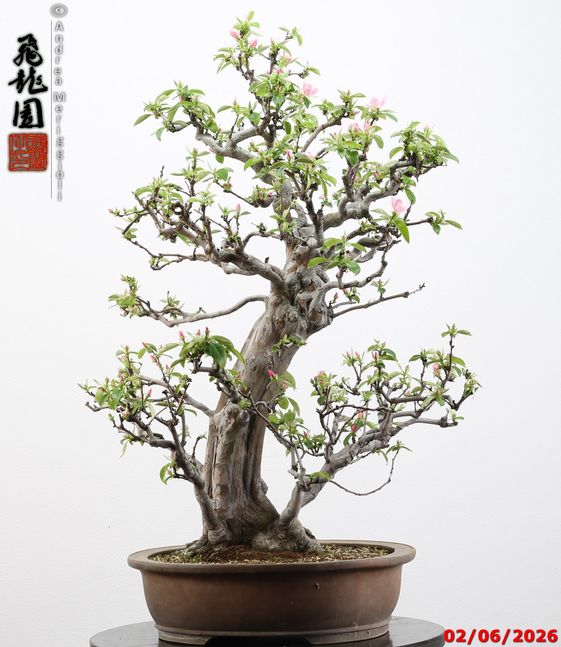 Pseudocydonia sinensis - immagine 9
