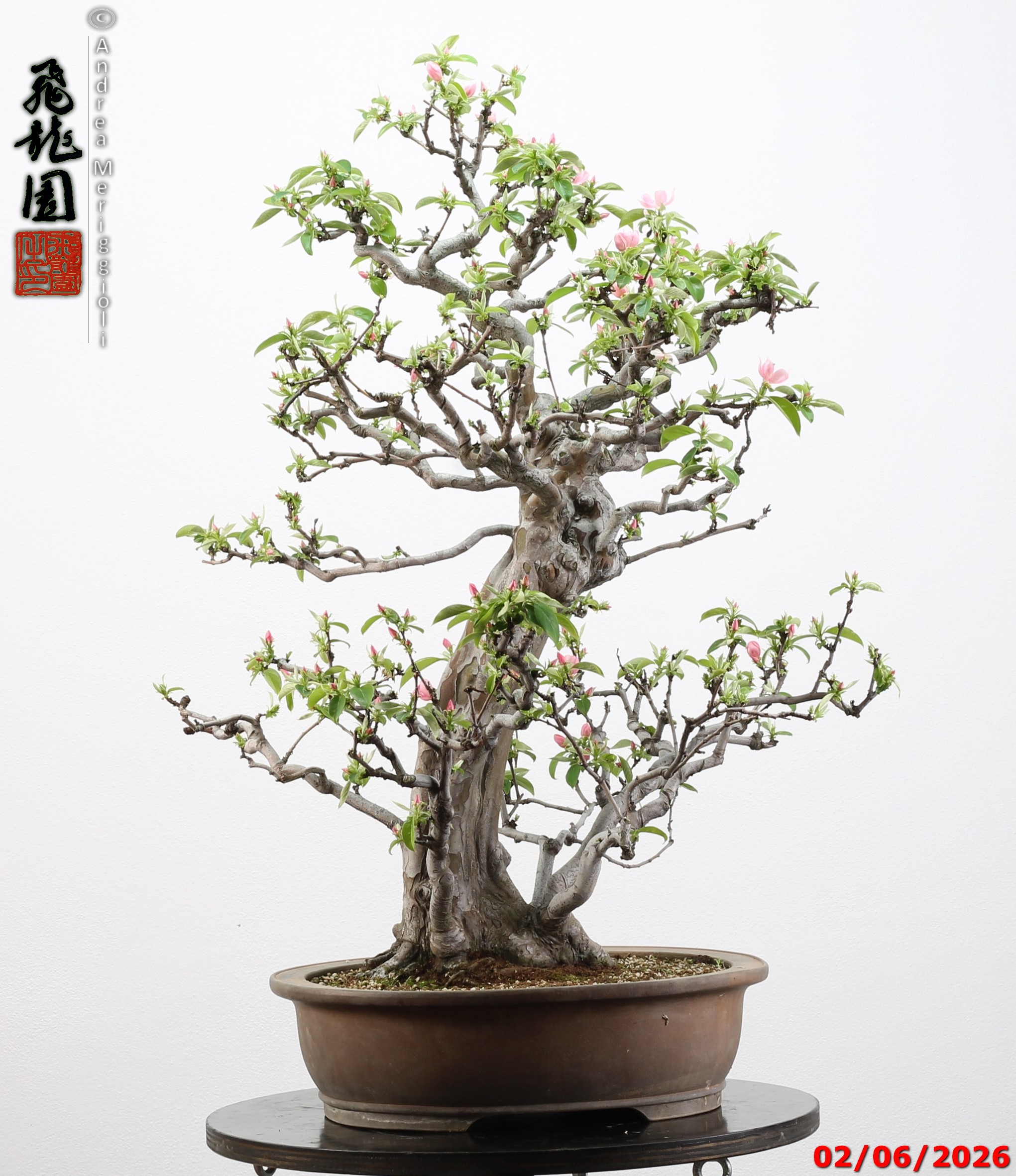 Pseudocydonia sinensis - immagine 8