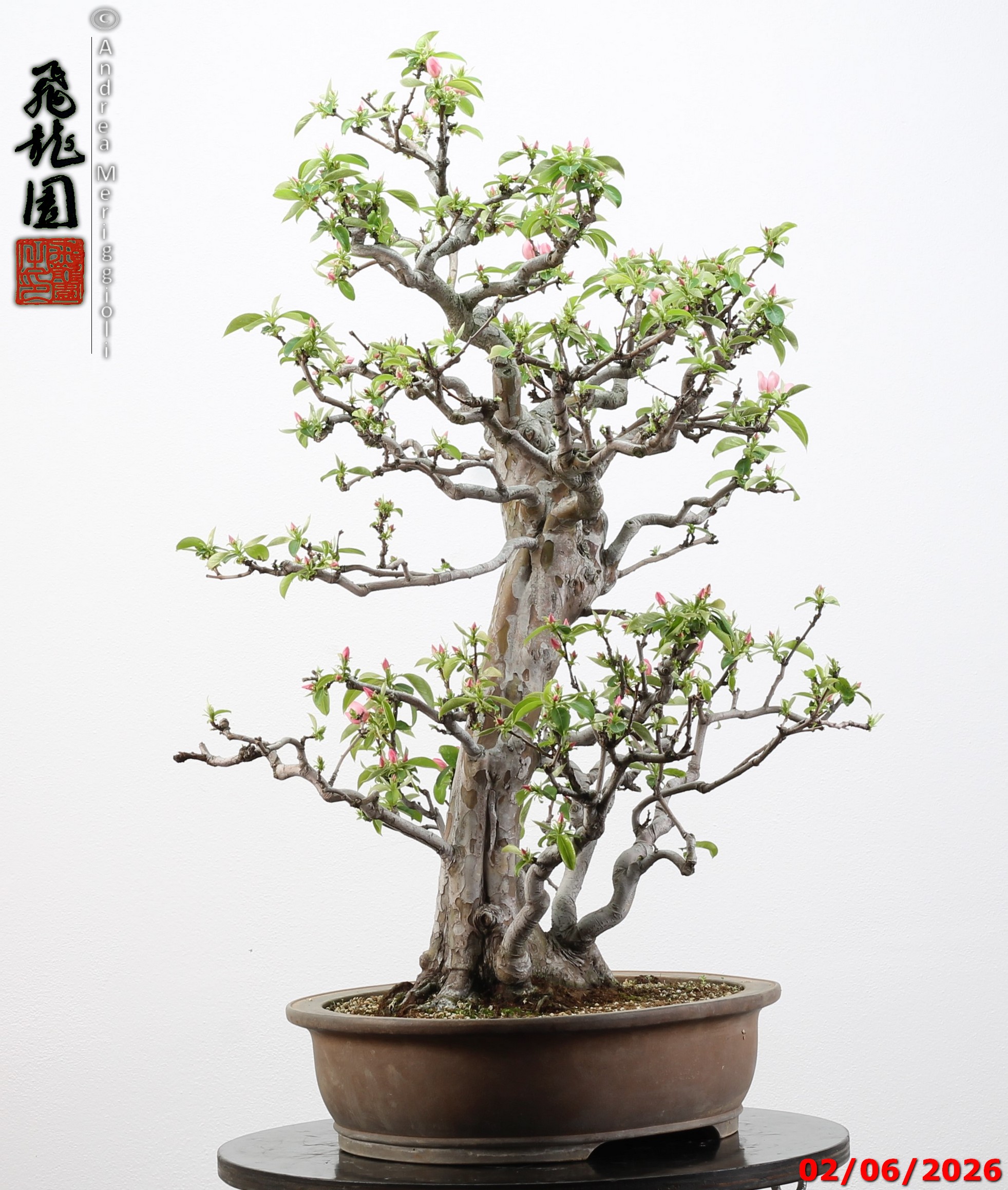 Pseudocydonia sinensis - immagine 7