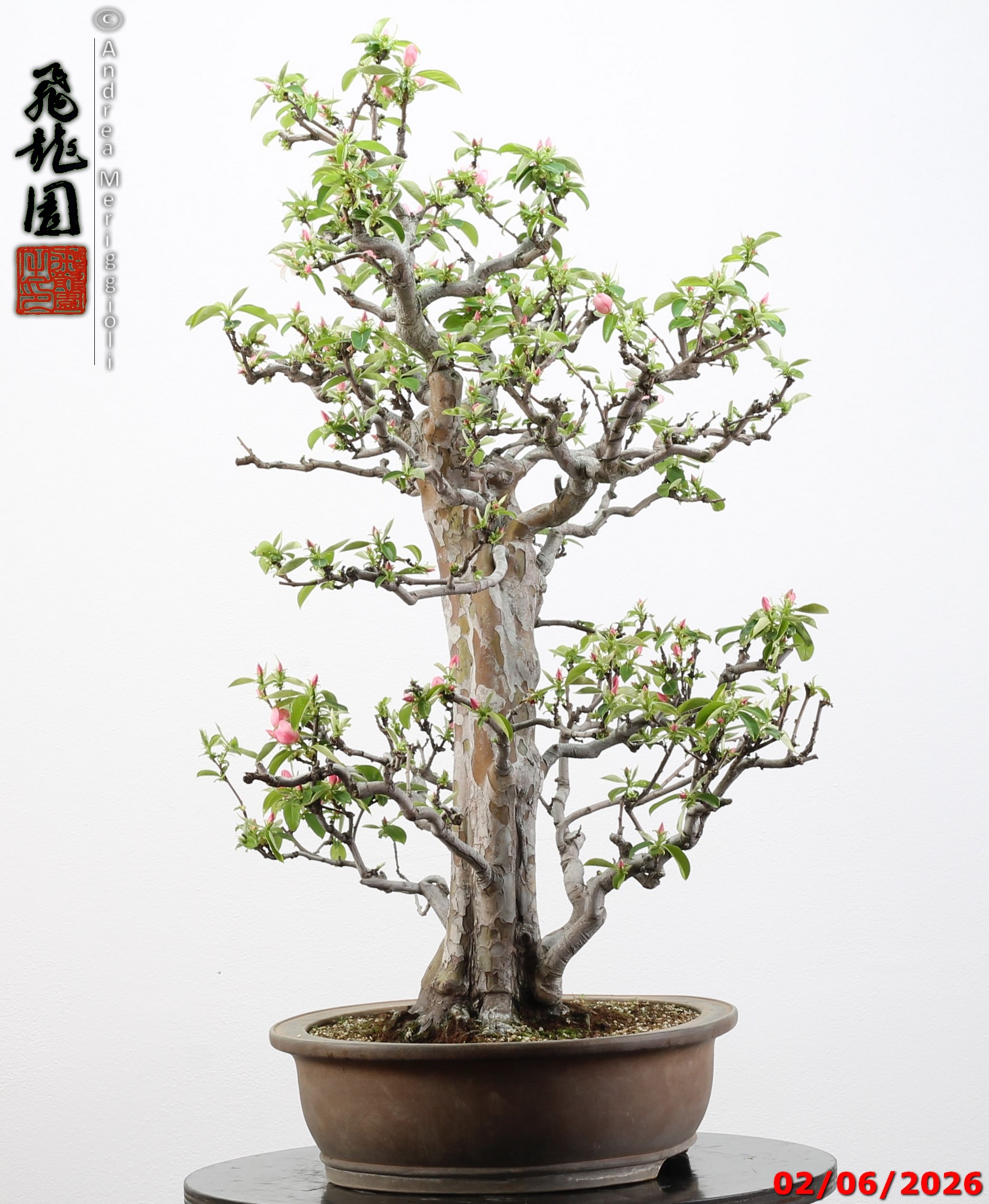 Pseudocydonia sinensis - immagine 6