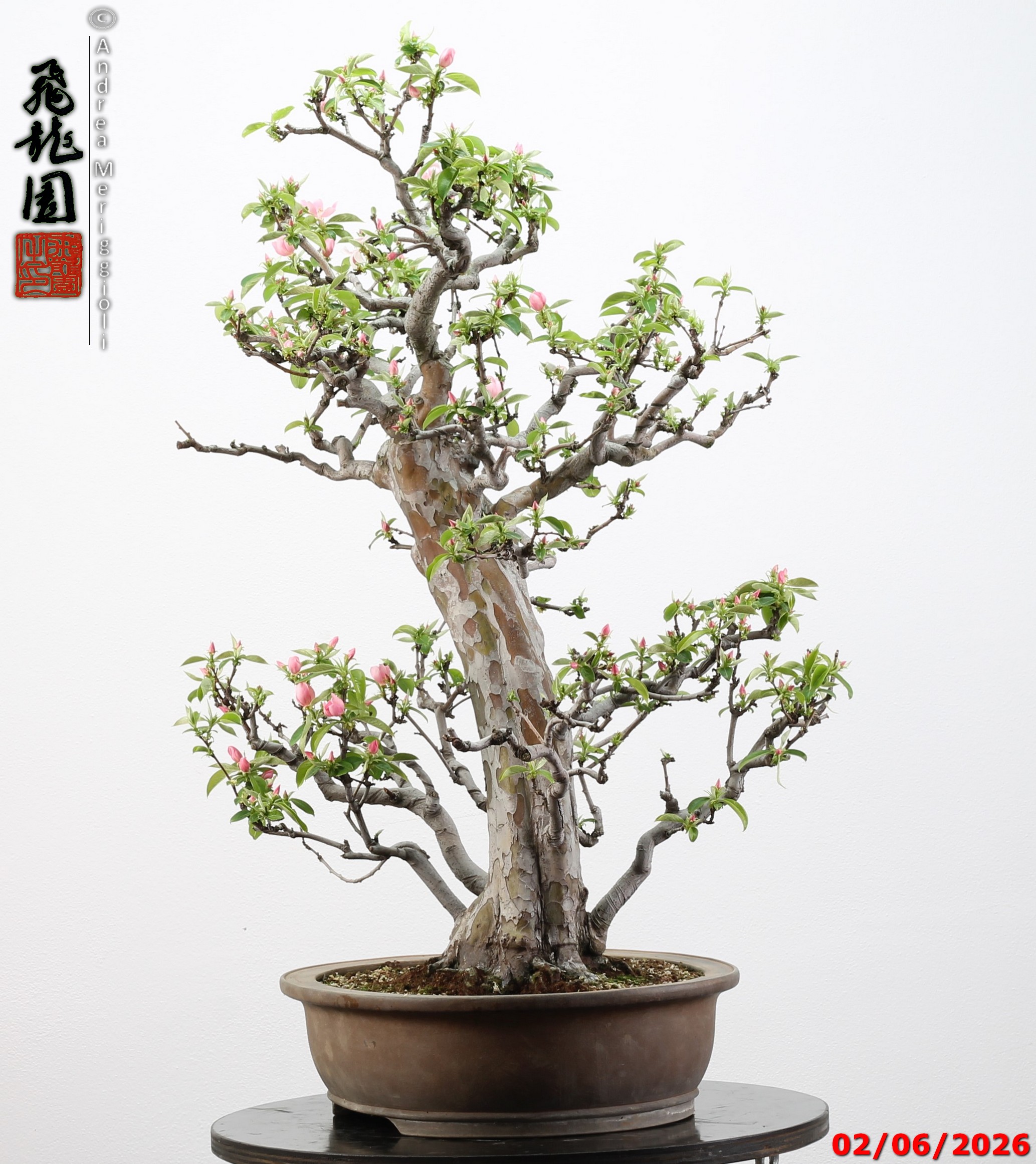 Pseudocydonia sinensis - immagine 5