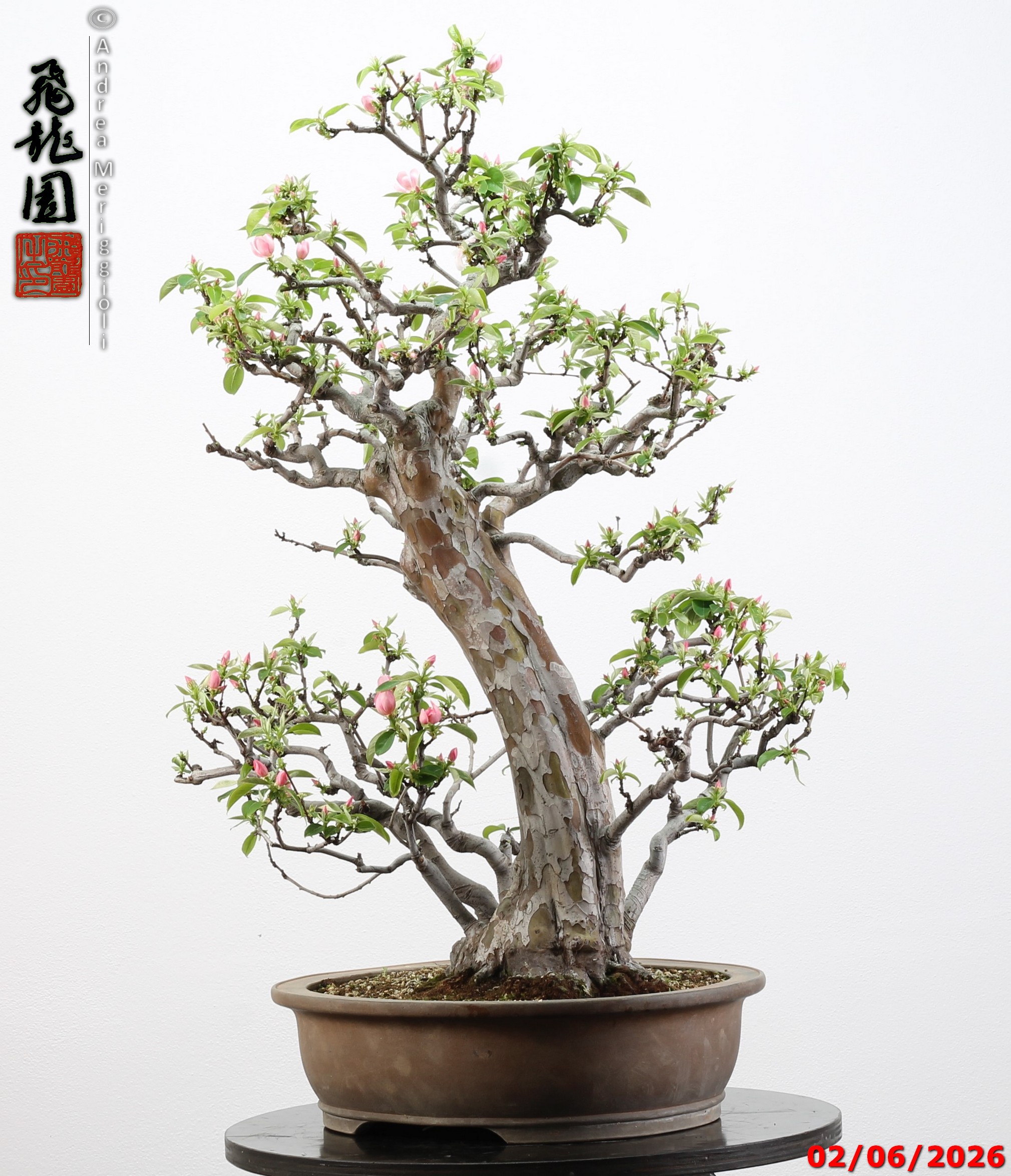 Pseudocydonia sinensis - immagine 4