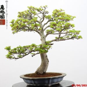 Acer palmatum shishigashira