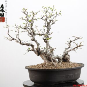 Carpinus turczaninowii