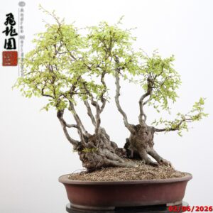 Carpinus turczaninowii