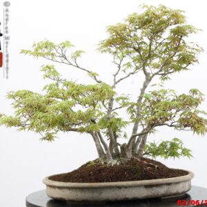 Acer palmatum