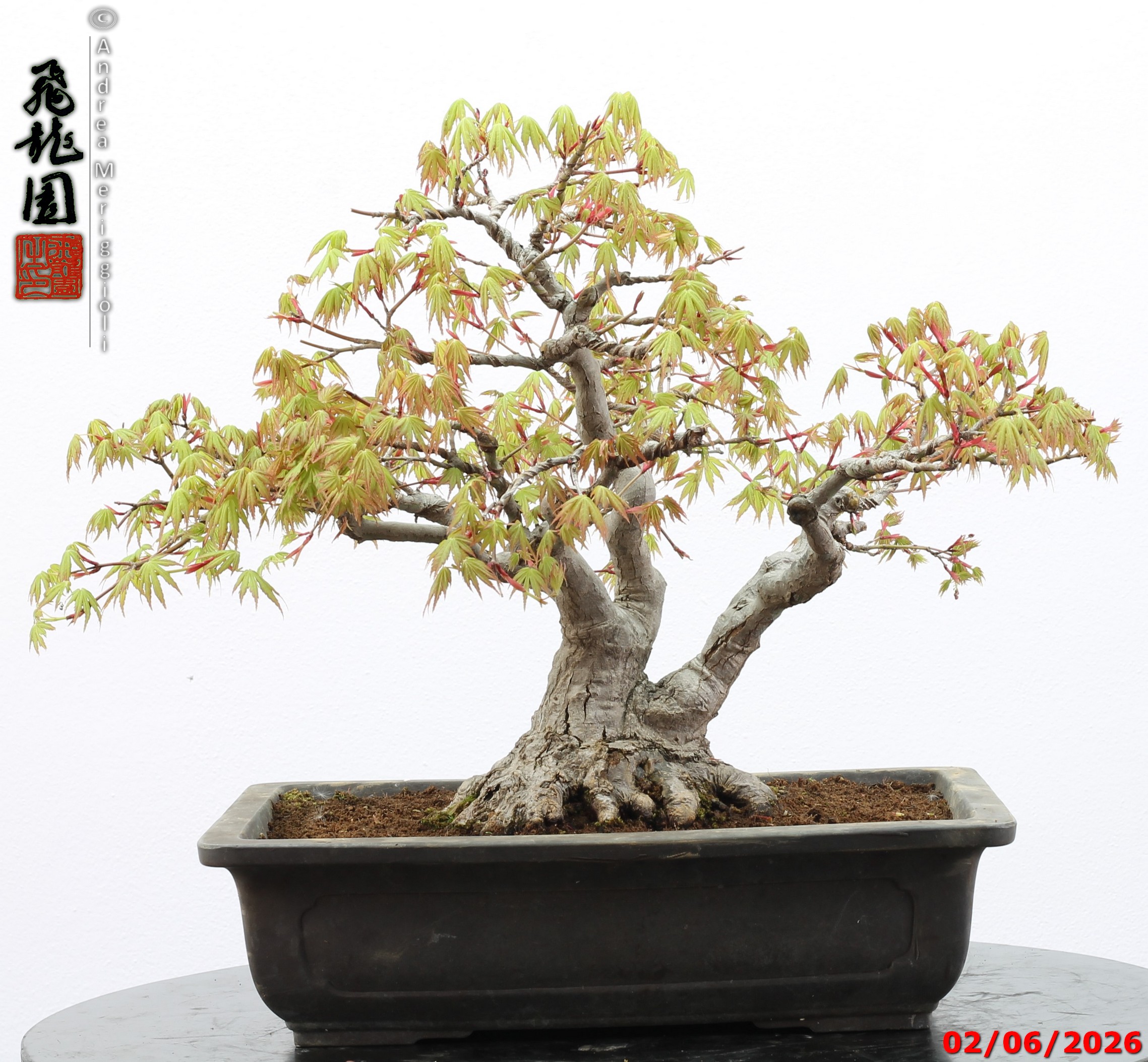 Acer palmatum - immagine 13