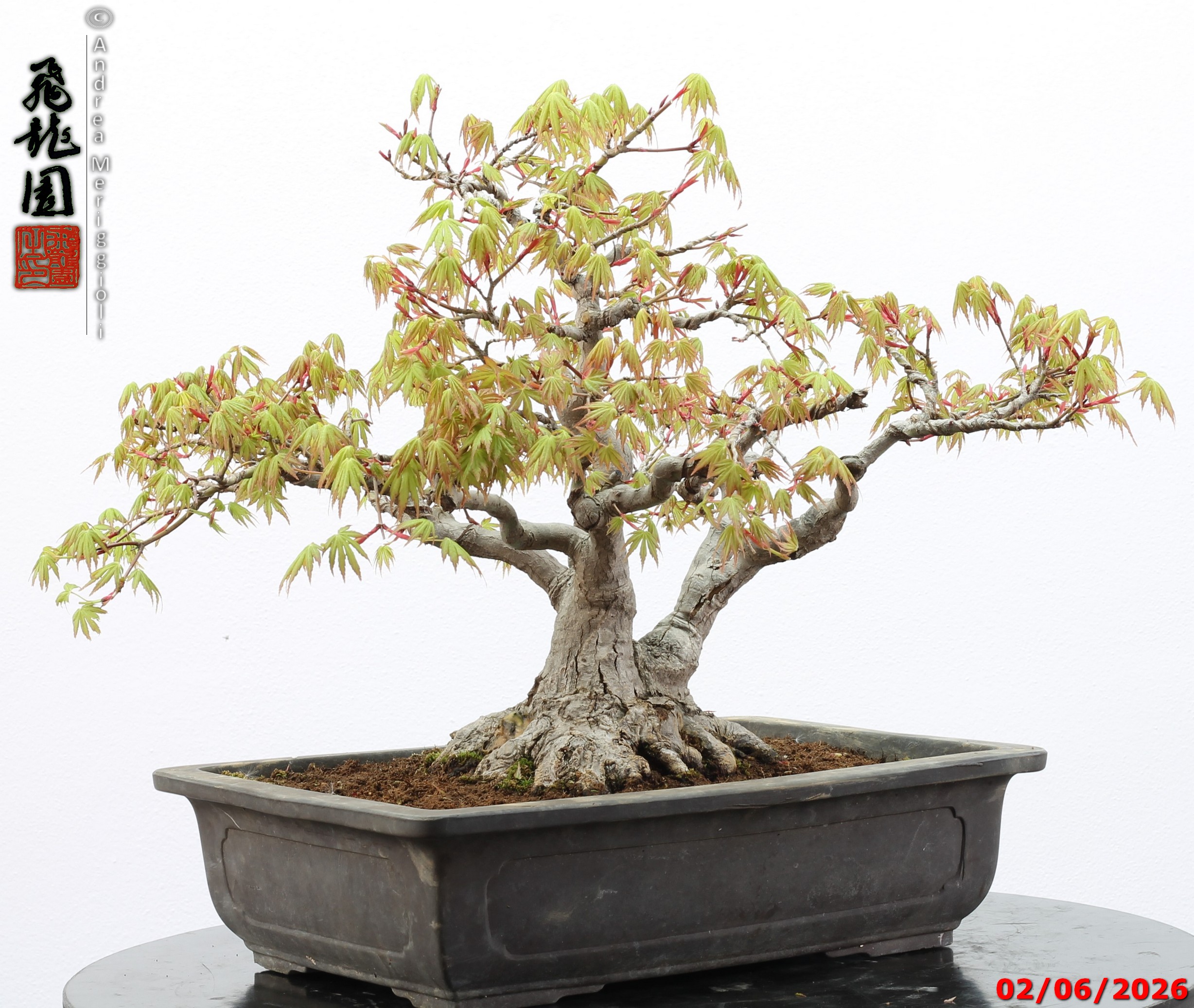 Acer palmatum - immagine 12