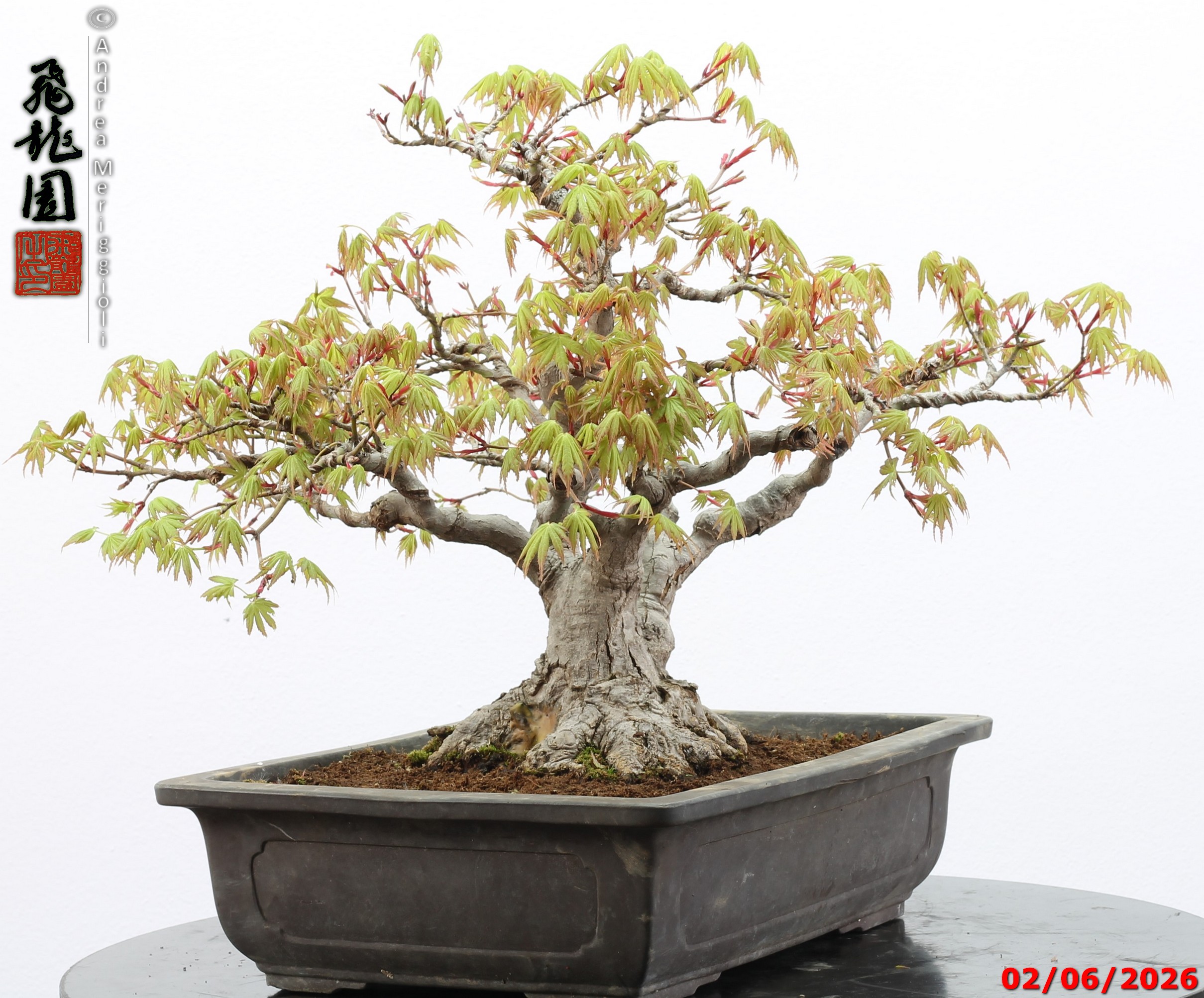 Acer palmatum - immagine 11