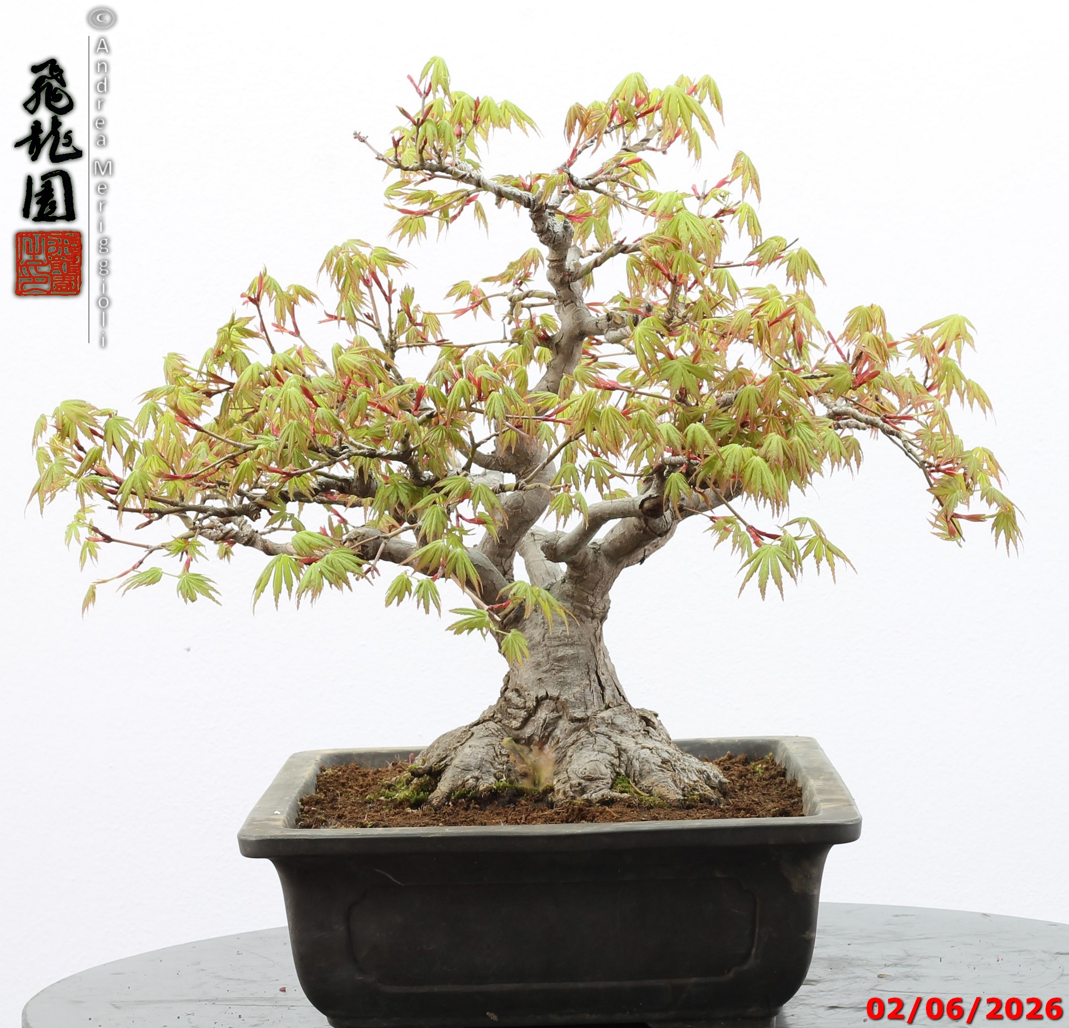 Acer palmatum - immagine 10