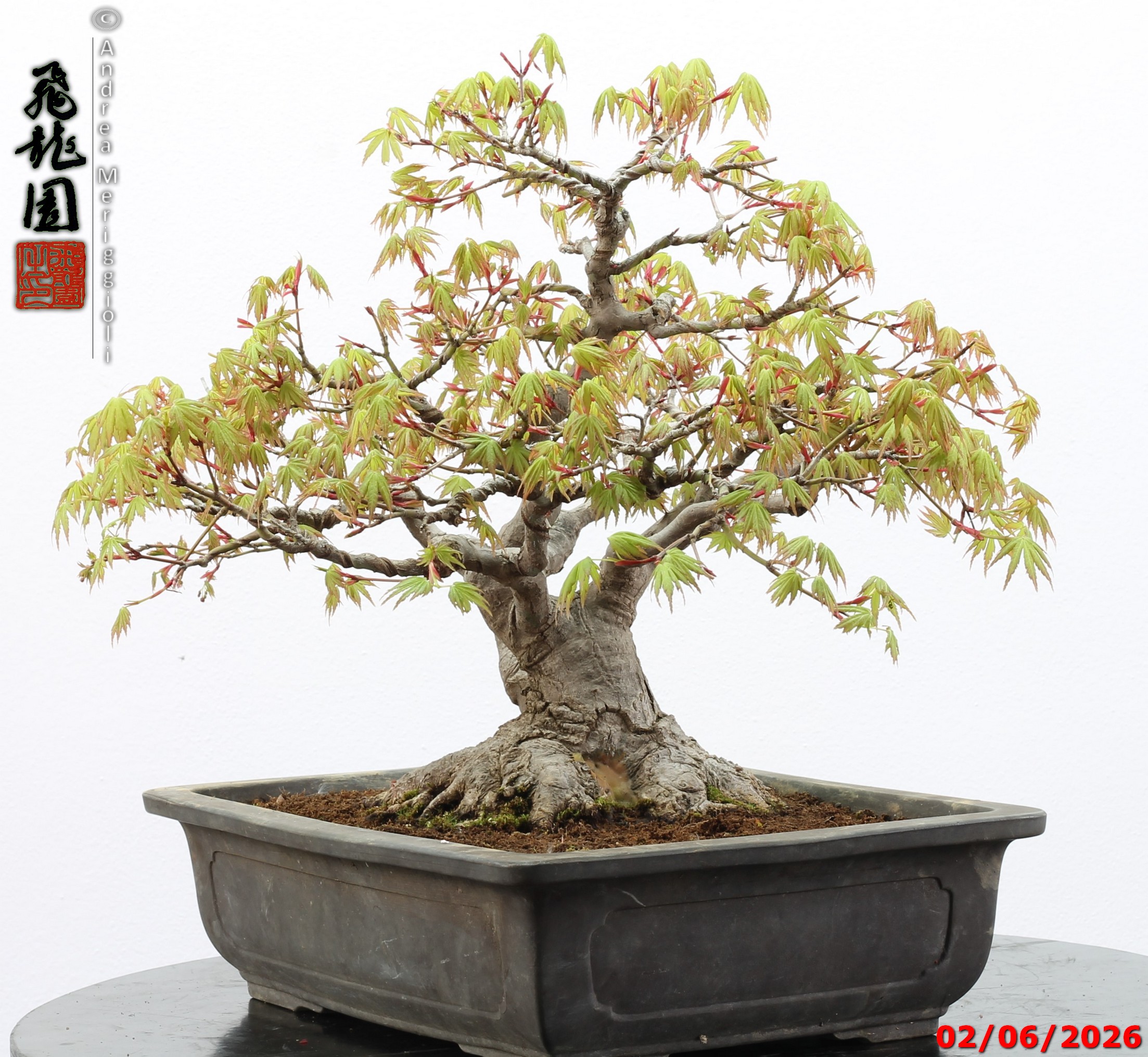 Acer palmatum - immagine 9