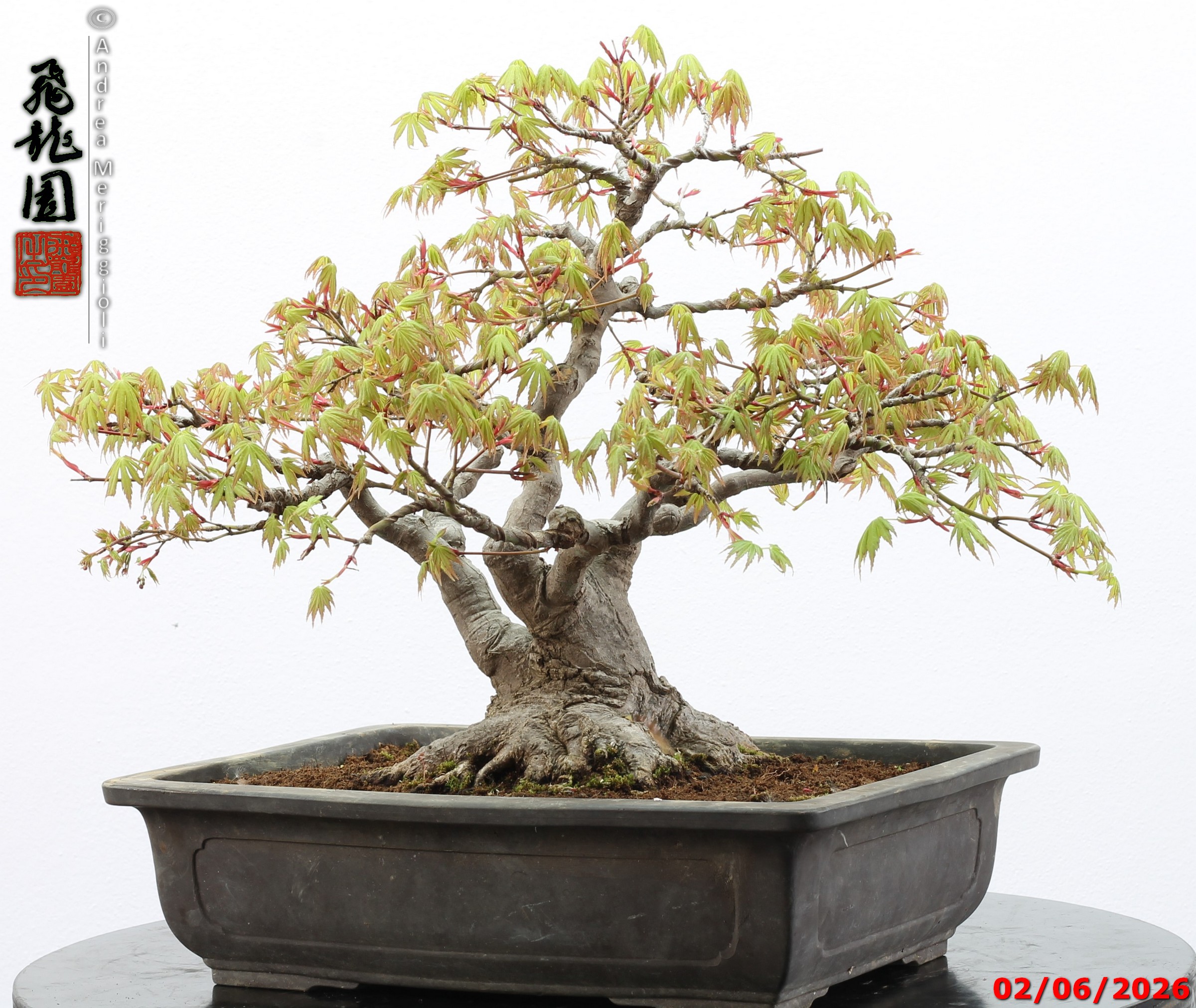 Acer palmatum - immagine 8
