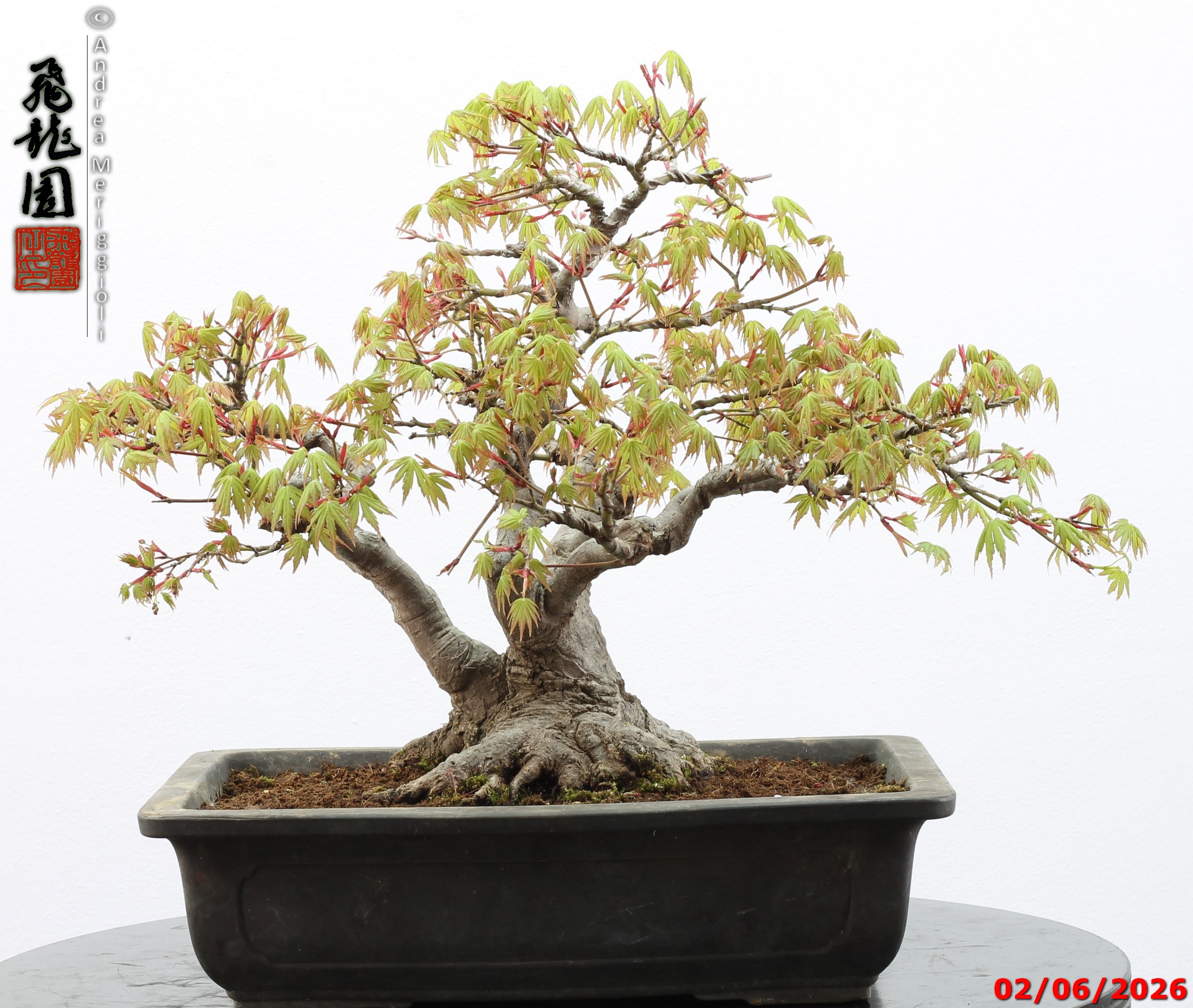 Acer palmatum - immagine 7