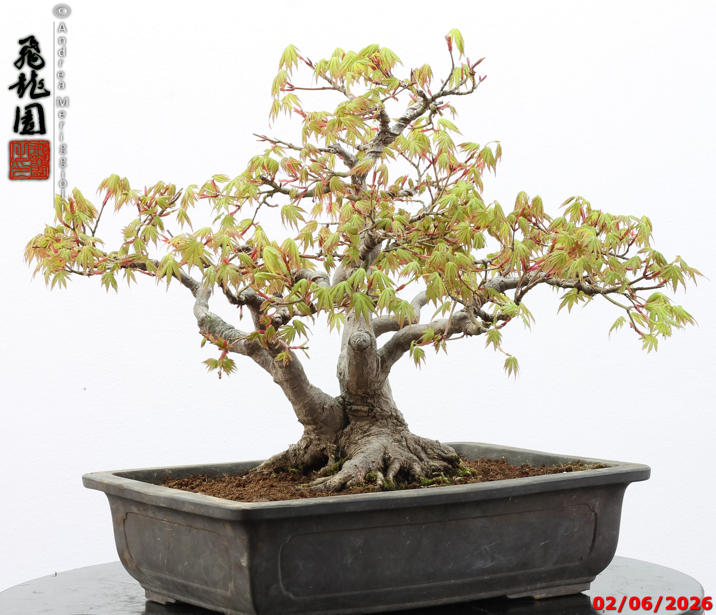 Acer palmatum - immagine 6