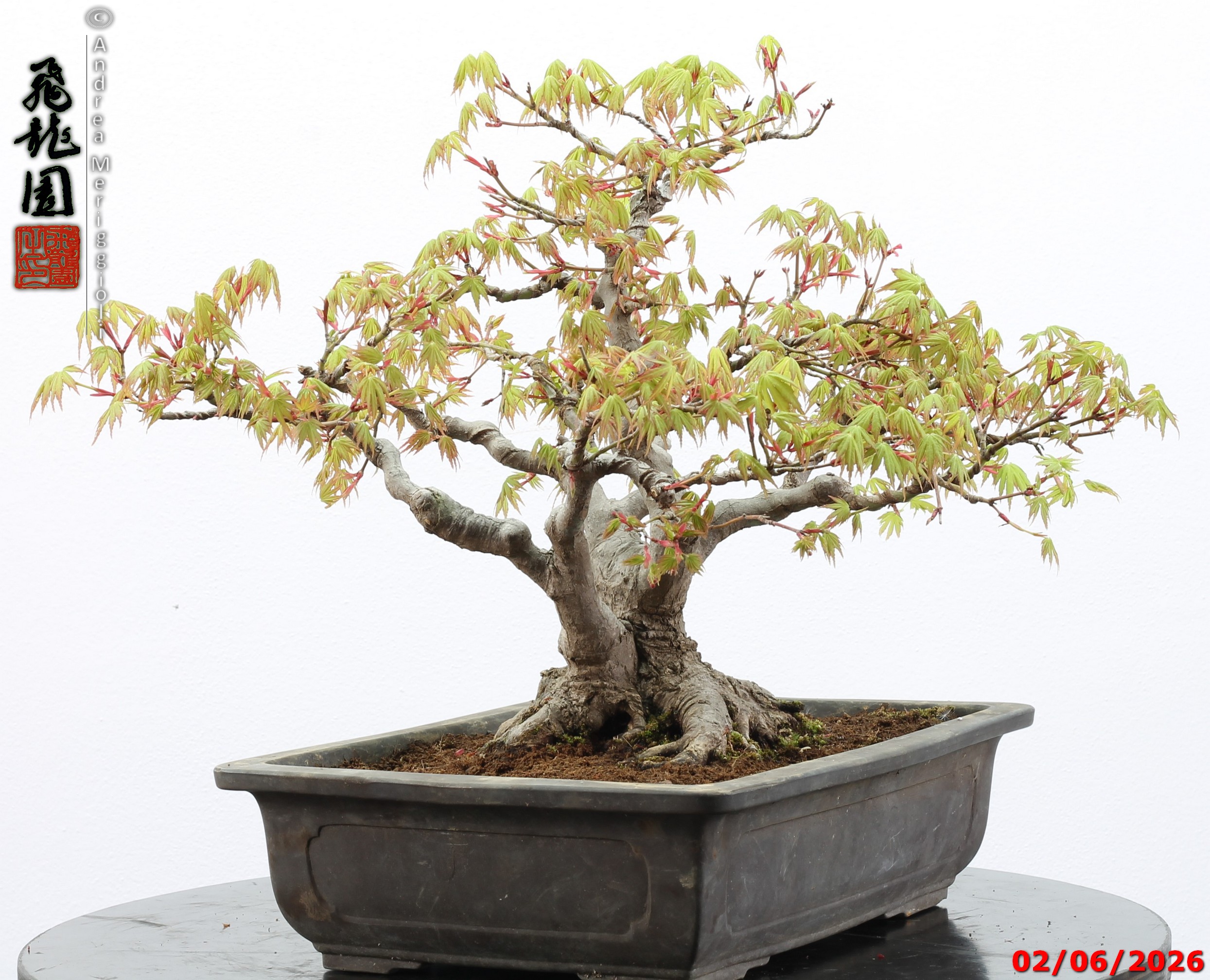 Acer palmatum - immagine 5